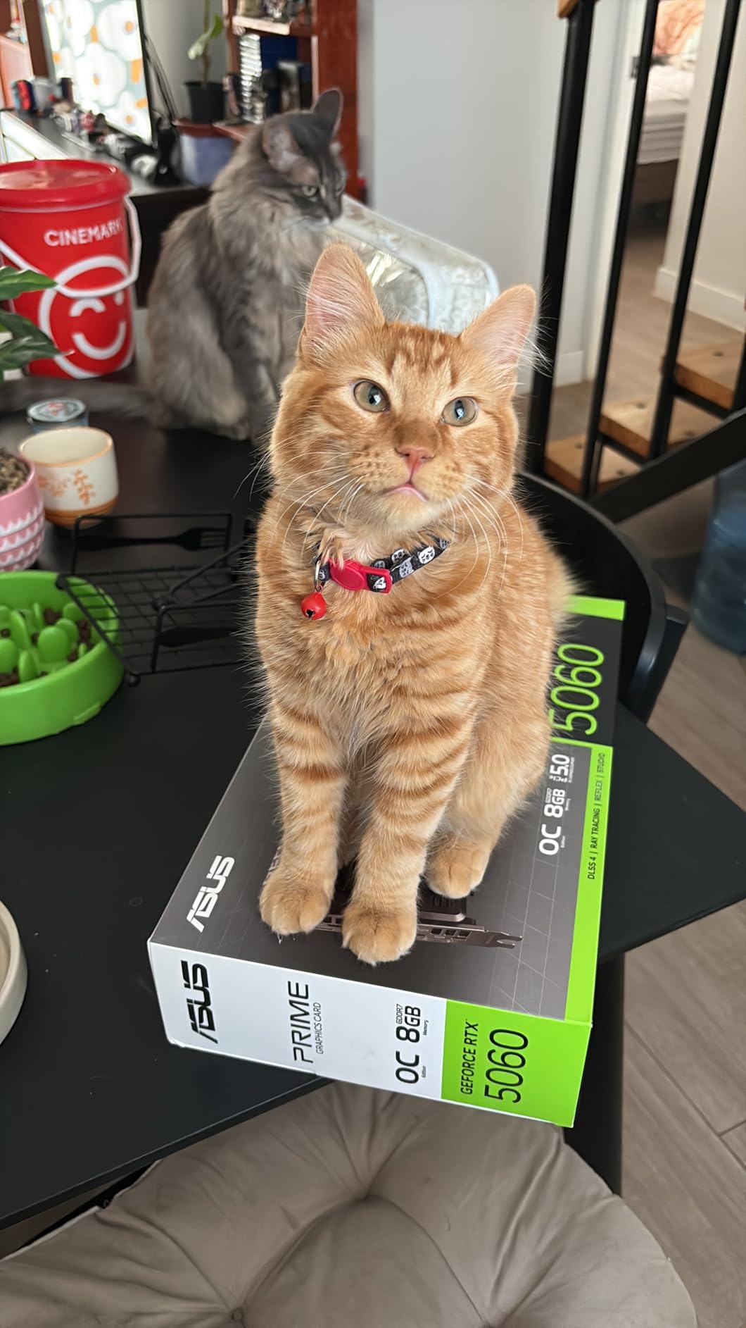 ASUS Dual GeForce RTX 5060 8GB GDDR7 OC Edition Graphics Card - Customer Photo 2