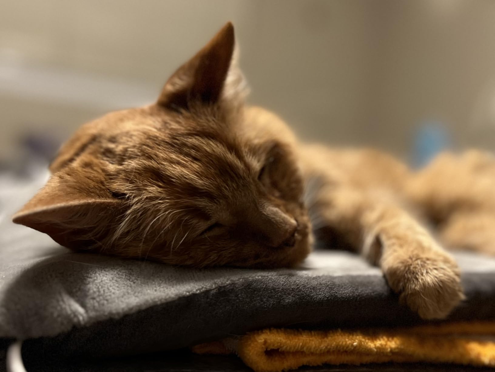 K&H Pet Products Heated Cat Bed Pad for Indoor Cats, Thermo-Kitty Mat Calming Warm Pet Heating Pad for Inside Pets, Machine Washable, Waterproof Heater, Safety Listed - 12.5 X 25in Sage/Tan customer photo 1