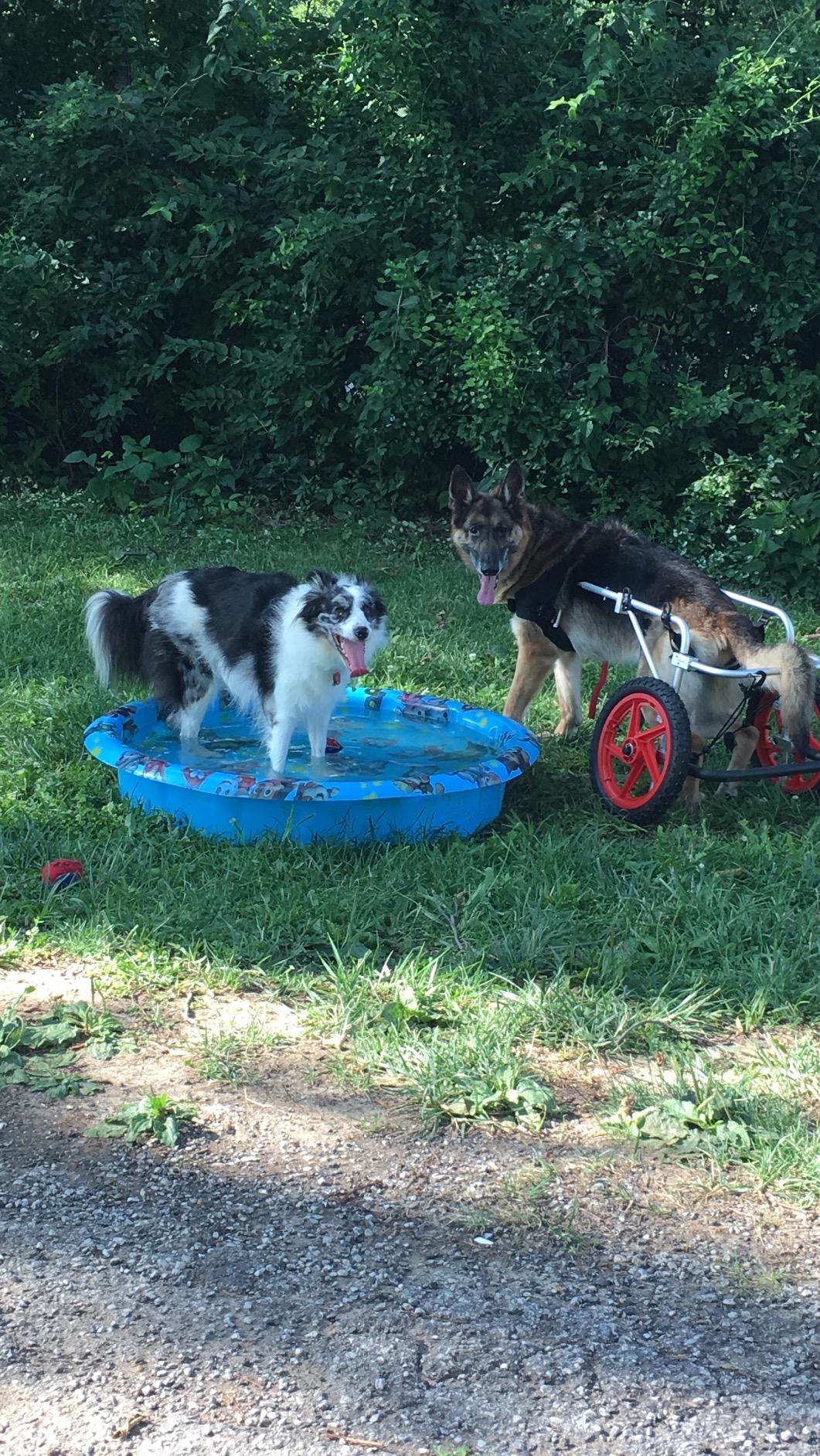 Best Friend Mobility Large Back Leg Dog Wheelchair | 2.0 Design | 2026 Updated Model customer photo 1