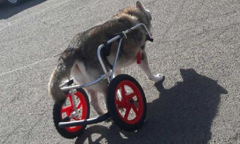 Best Friend Mobility Large Back Leg Dog Wheelchair | 2.0 Design | 2026 Updated Model customer photo 2