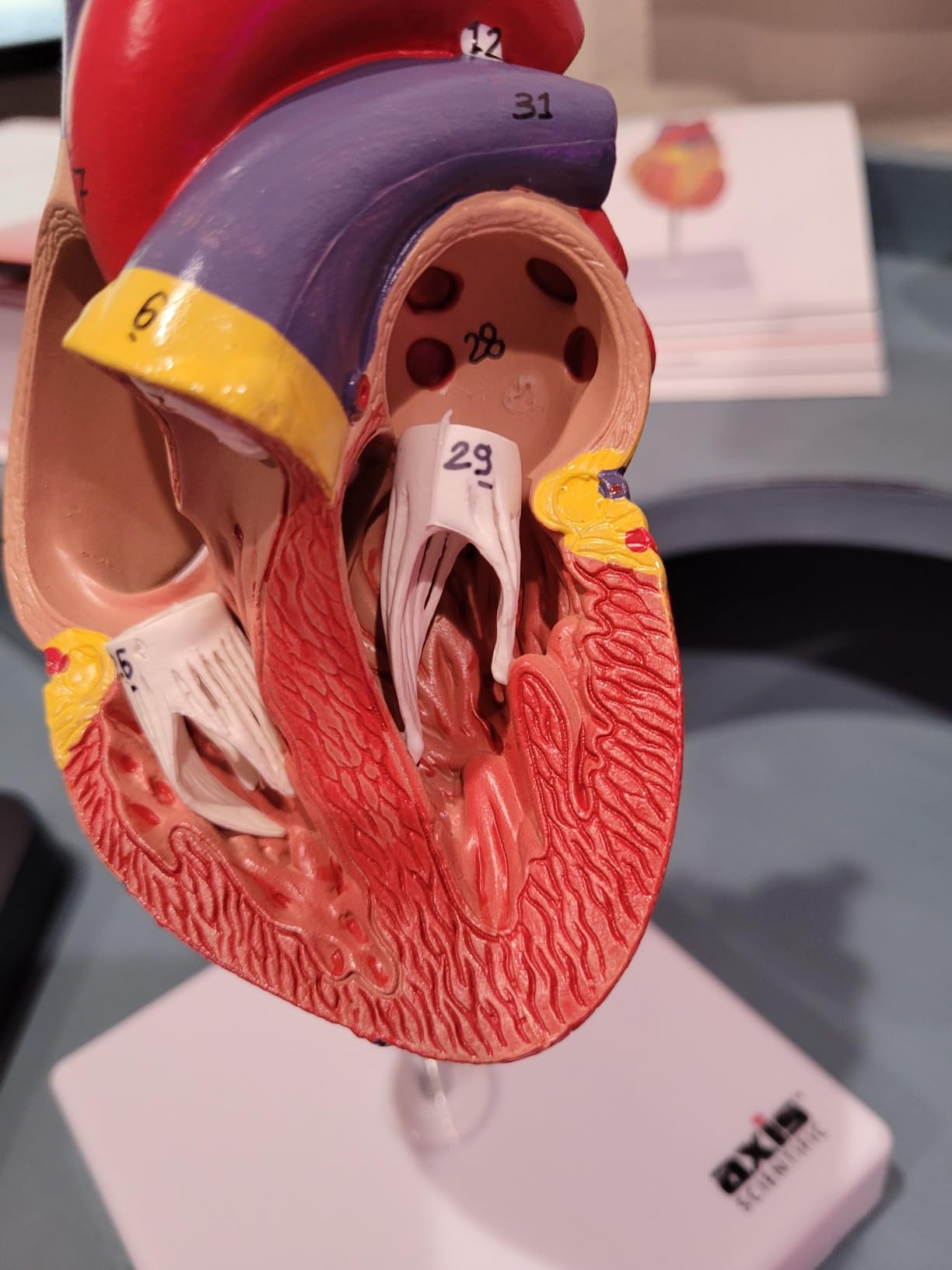 Life-Size Human Heart Model | 2-Part Magnetic Design with 34 Clearly Labeled Internal Structures, Mounted on Base customer photo 1