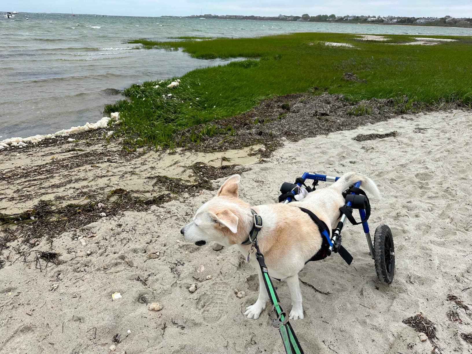 Walkin' Wheels Dog Wheelchair - for Med/Large Dogs 50-69 lbs - Veterinarian Approved - Dog Wheelchair for Back Legs customer photo 1