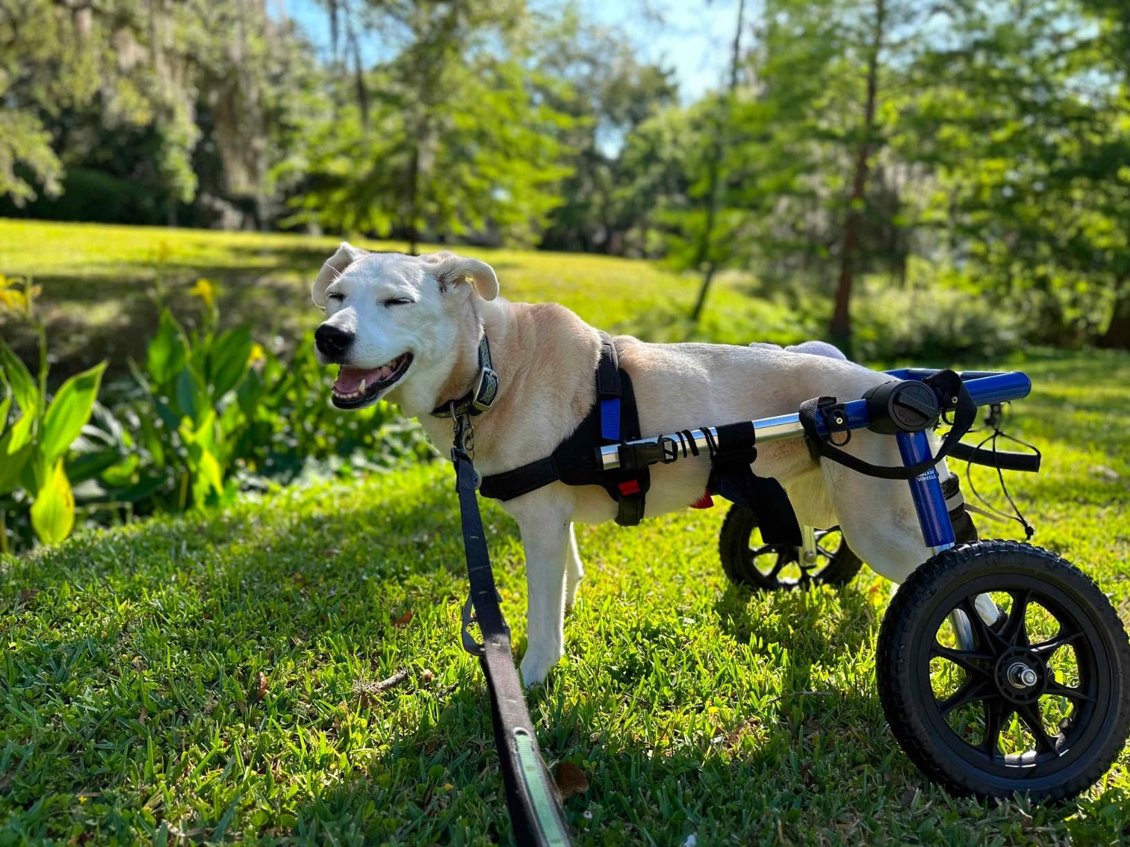 Walkin' Wheels Dog Wheelchair - for Med/Large Dogs 50-69 lbs - Veterinarian Approved - Dog Wheelchair for Back Legs customer photo 2