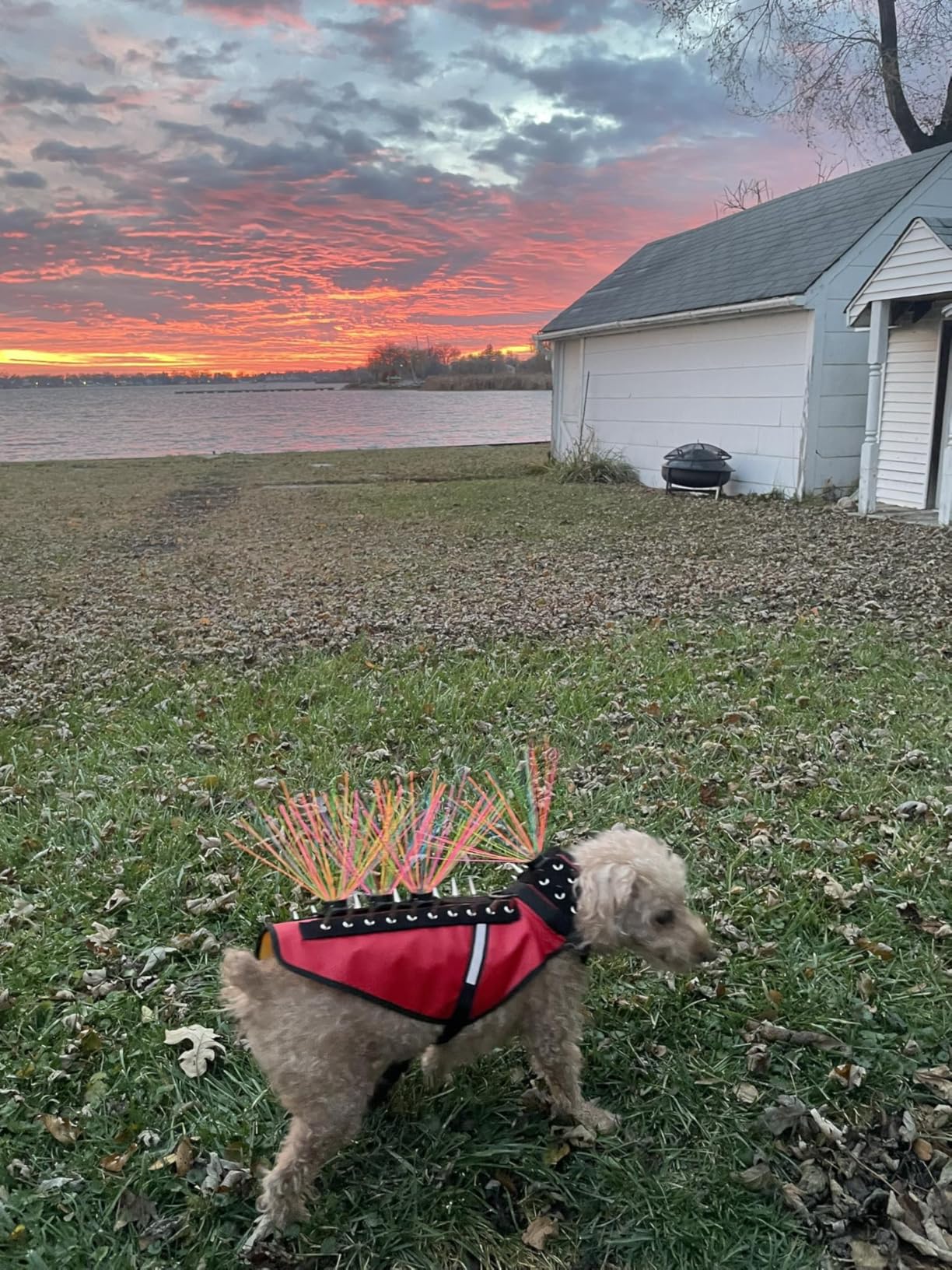 CoyoteVest Dog Harness | Stab-Resistant Protective Vest | Coyote Vest for Dogs | Defends Against Coyotes, Dogs, Birds of Prey | Reflective Safety, Made in USA (X-Small, Neon Pink) customer photo 1