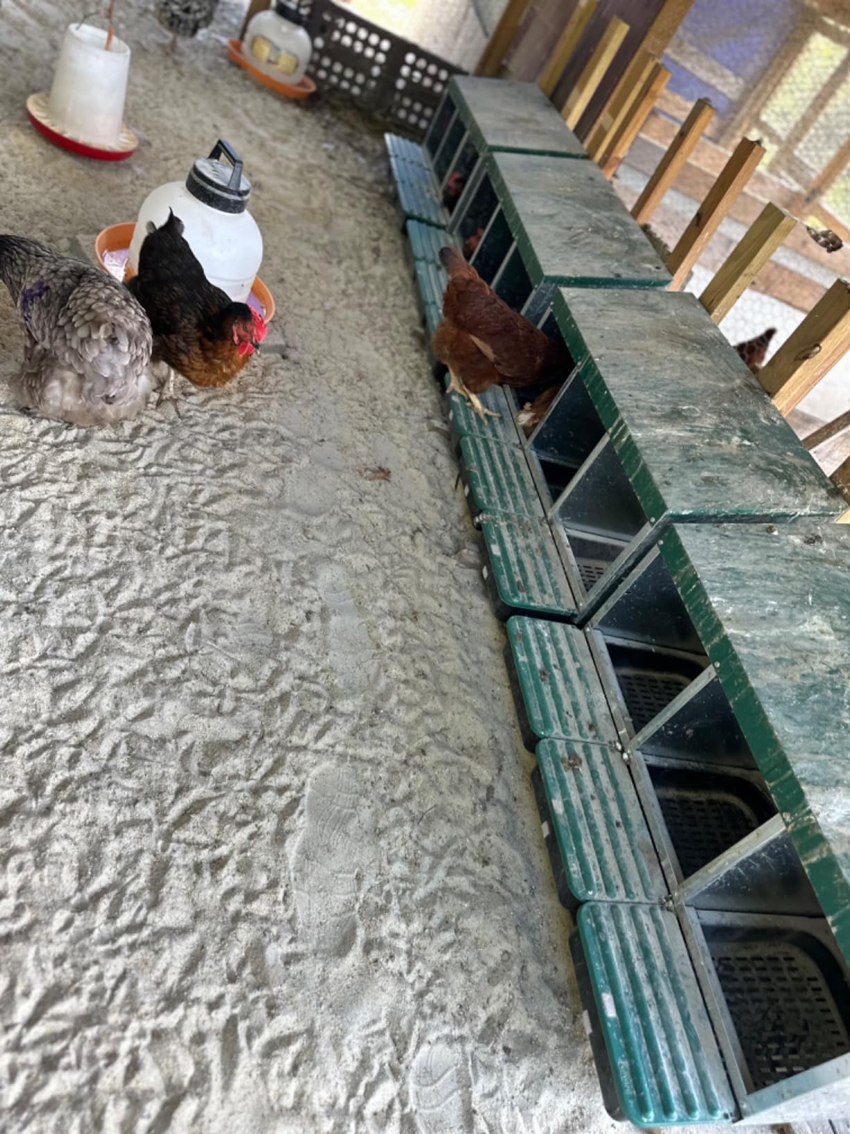 Homestead Essentials Compact Style 3 Compartment, Forward Rollout & Rollaway, Hen & Chicken Nesting Box with Protective Egg Laying Collection Lids customer photo 1