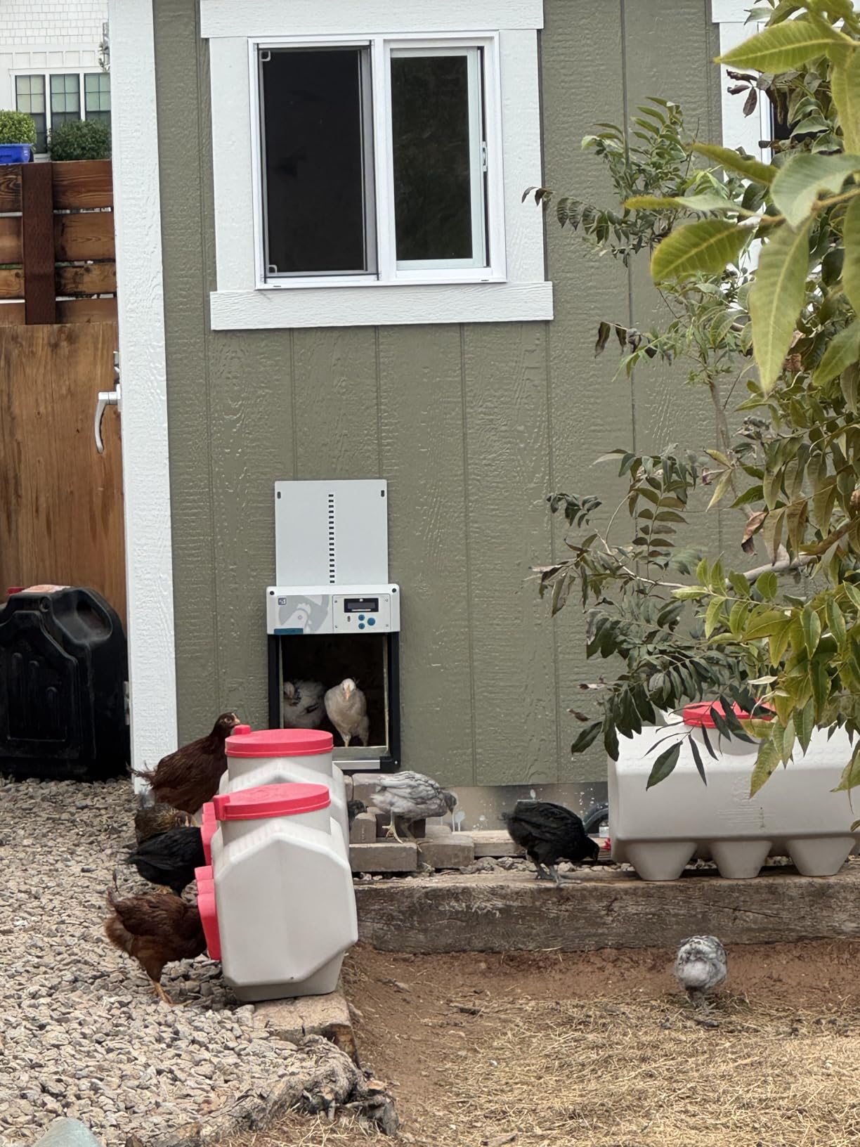OverEZ Chicken Feeder - Holds 50 Pounds of Feed - Inside or Outside Hen Coop - Large Gravity Fed Automatic Poultry Dispenser customer photo 1