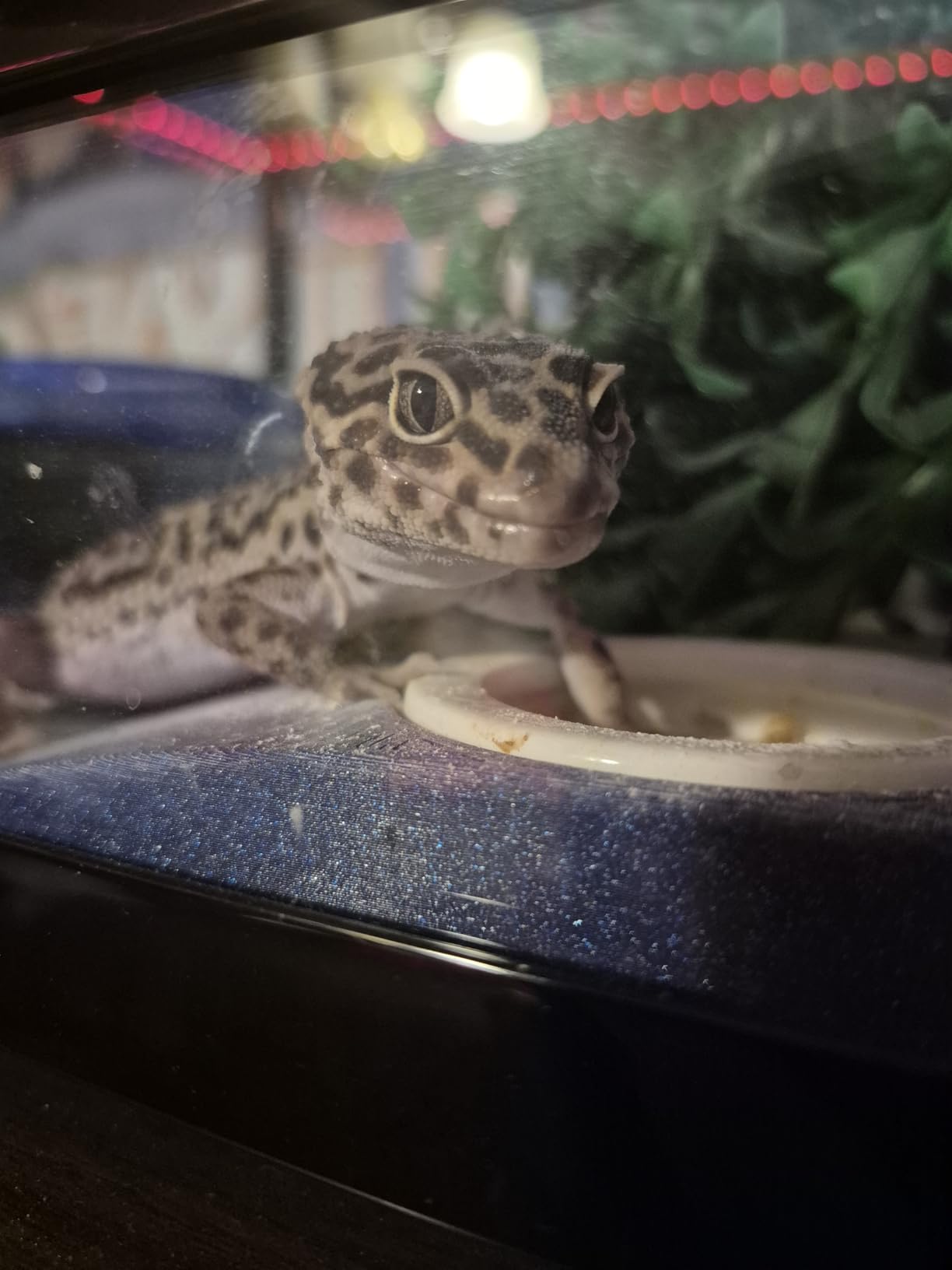 REPTI ZOO Glass Reptile Terrarium 20 Gallon, Front Opening Reptiles Tank 30
