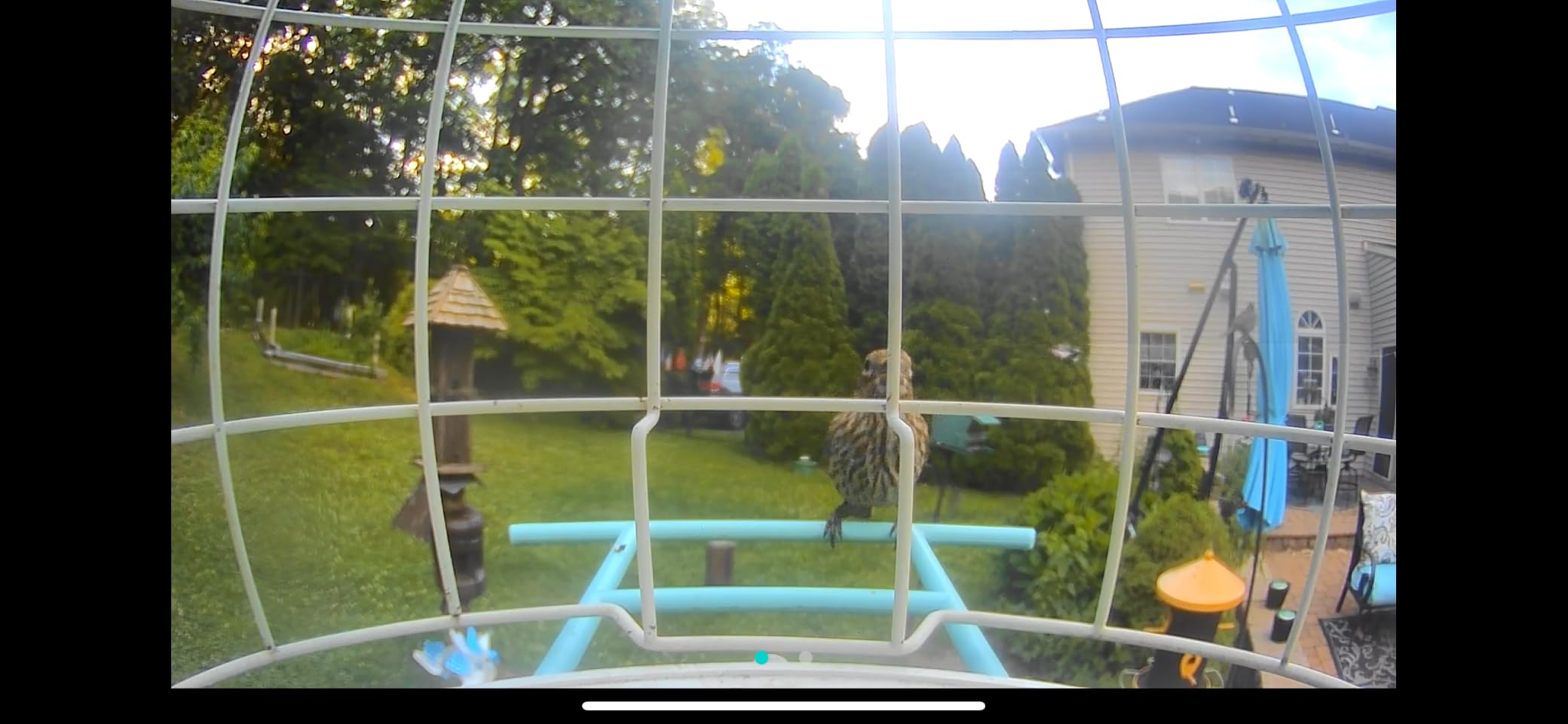 NETVUE by Birdfy Smart Bird Feeder with 2K HD AI Camera Solar Powered, Wireless Wildbird Watching, Live Stream&Color Night Vision, Auto-Capture & Notify, Free Cloud Storage(AI by Subscription) customer photo 1