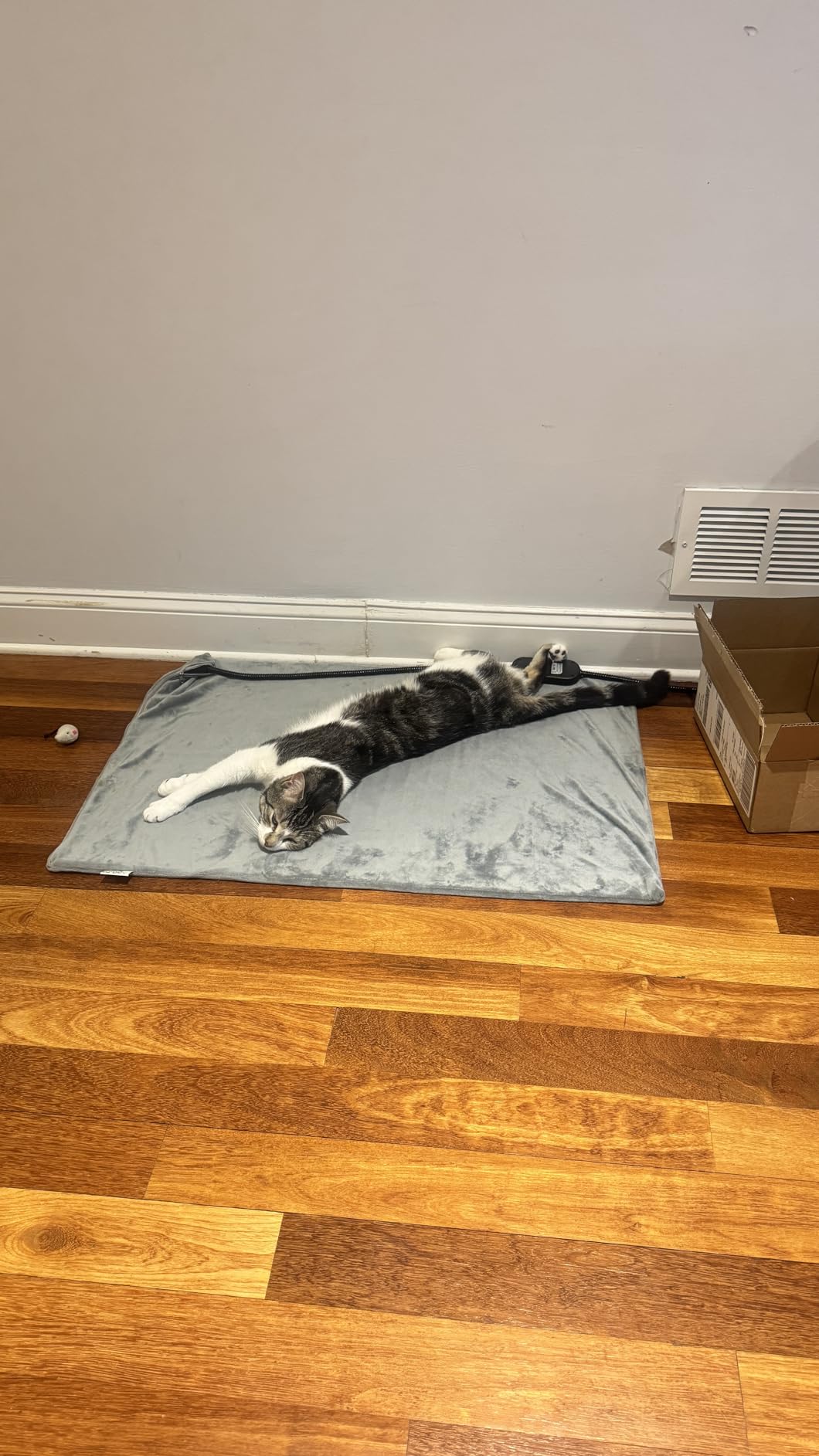 INVENHO Heated Cat Bed, Waterproof Adjustable Temperature Dog Cat Heating Pad with Timer, Indoor Pet Heating Pad for Cats Dogs Electric Pads for Dogs Cats, Pet Heated Pad (S: 18