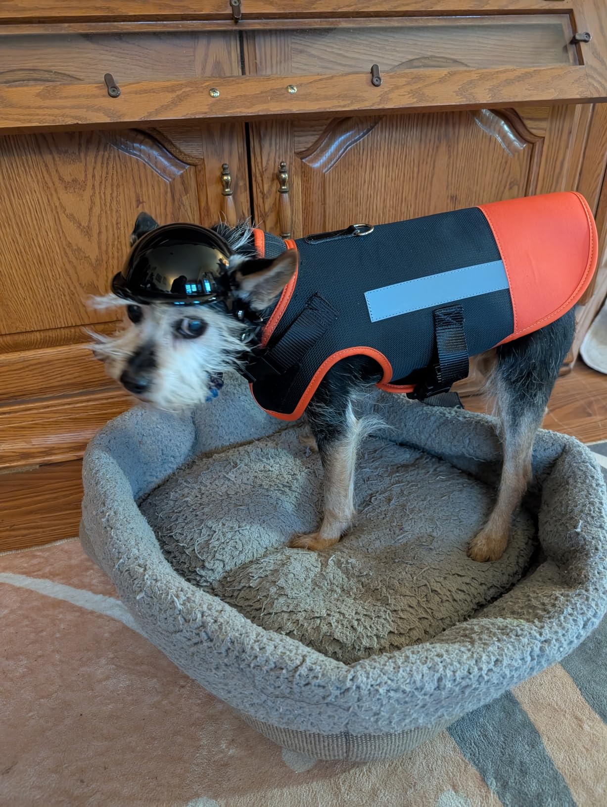 Dog Protection Vest Against Attacks - Anti Bite & Anti Penetration Dog Vest for Coyotes, Aggressive Dogs & Birds of Prey - Adjustable, Waterproof & Reflective (XS, Yellow) customer photo 1