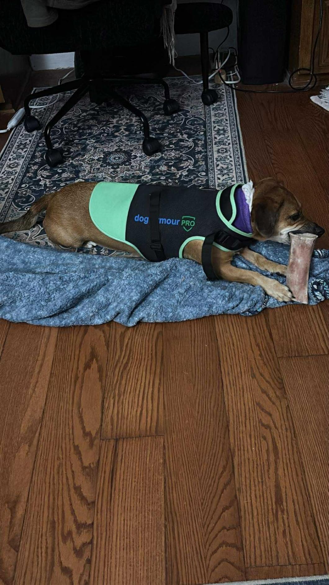 Dog Protection Vest Against Attacks - Anti Bite & Anti Penetration Dog Vest for Coyotes, Aggressive Dogs & Birds of Prey - Adjustable, Waterproof & Reflective (XS, Yellow) customer photo 2