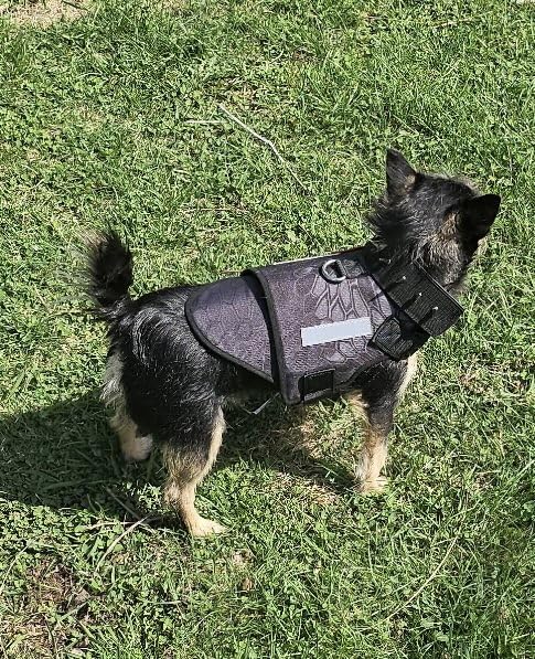 Dog Protection Vest Harness Built-in Bendable Lightweight Steel Plate Against Attacks by Coyote, Hawk, Raptor, and Birds of Prey customer photo 1