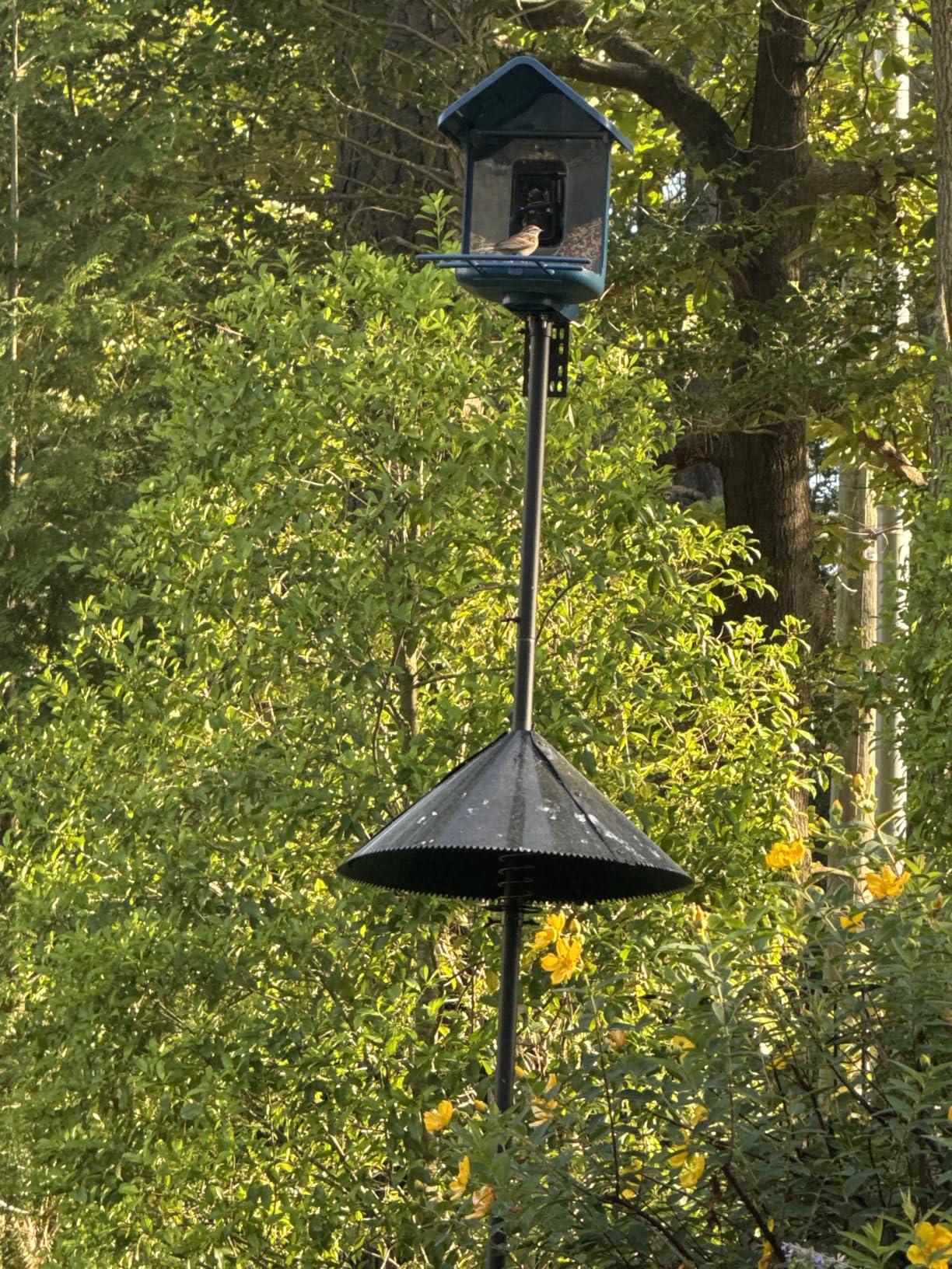 Bird Feeder with Camera Solar Powered: Smart Camera Bird Feeder 2K Live Feed Cam for Outdoor Backyard - AI Identify Auto Capture Videos Pictures, Gifts for Birdlover Mom Dad, 2.4GHz WiFi customer photo 1