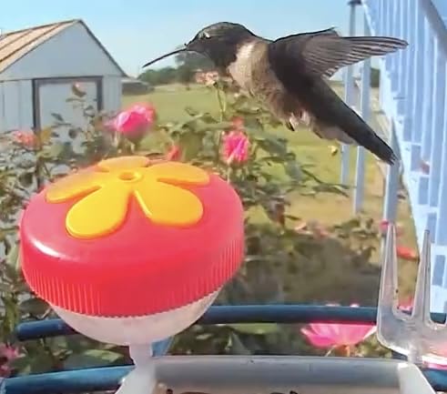 Bird Feeder with Camera Solar Powered: Smart Camera Bird Feeder 2K Live Feed Cam for Outdoor Backyard - AI Identify Auto Capture Videos Pictures, Gifts for Birdlover Mom Dad, 2.4GHz WiFi customer photo 2
