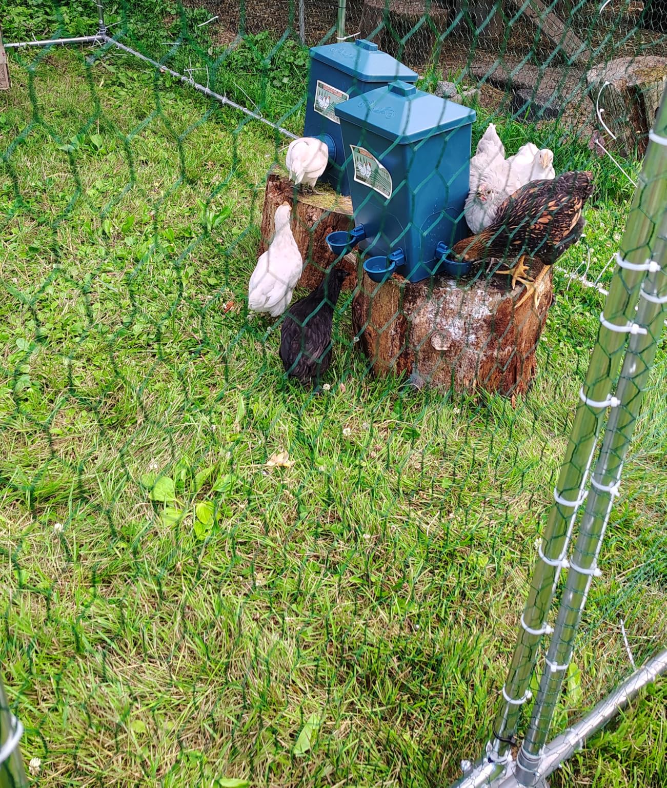 Automatic Port Chicken Feeder and Cup Waterer Set - Chicken Coop Accessories, No Waste Poultry Feeder, 3 Gallon/16 Pounds customer photo 1