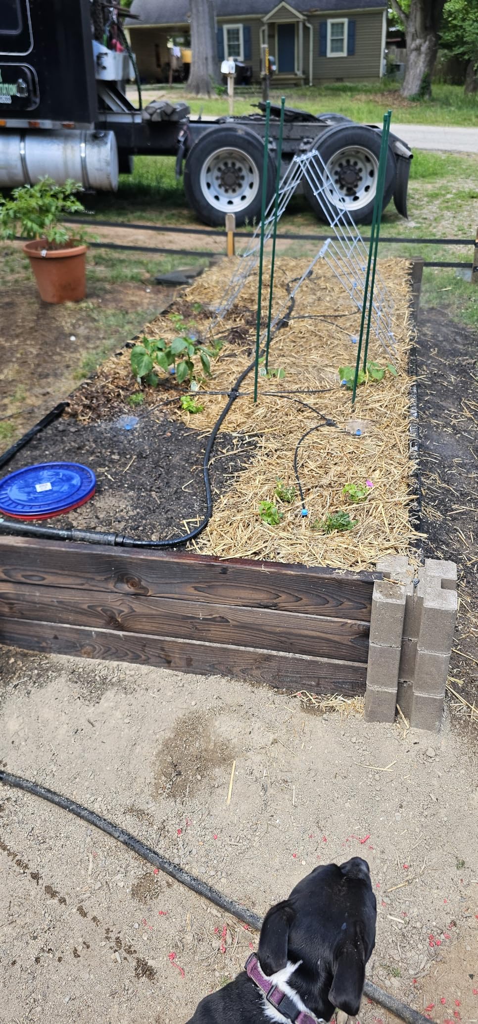 230FT Quick-Connect Drip Irrigation System Kit, Automatic Garden Watering System with 1/4