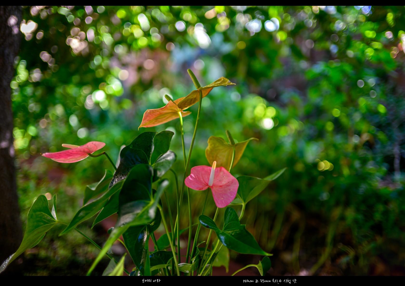 Nikon NIKKOR Z 35mm f/1.4 Lens customer photo 2
