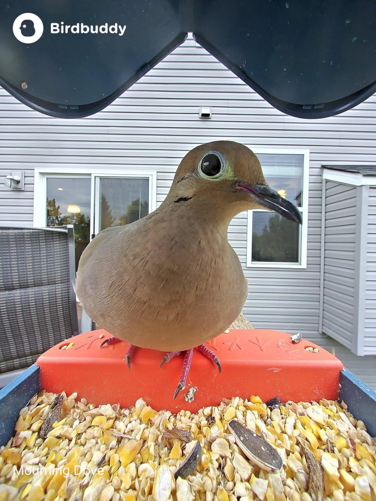 Birdbuddy PRO Solar Smart Bird Feeder with Camera - AI Bird Species Identification, 5MP Photos, 2K HD Video Live Stream Camera, Slow-Motion Video, 2.6in Focus - Blue Solar customer photo 2