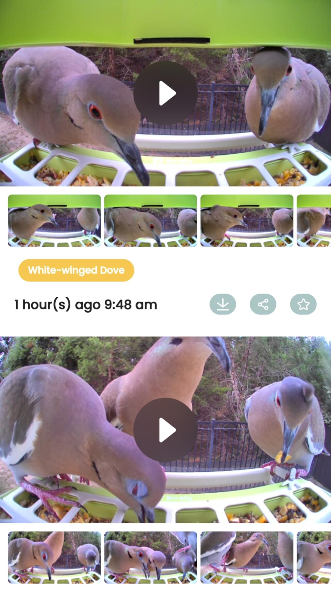Birdfy Smart Bird Feeder with Camera, Durable Metal Feeders for Outdoors, Auto-Identify & Record Video, Instant Alert, Live Bird Watching Camera Solar, Gifts for Backyard Birder (AI Lifetime Free) customer photo 1