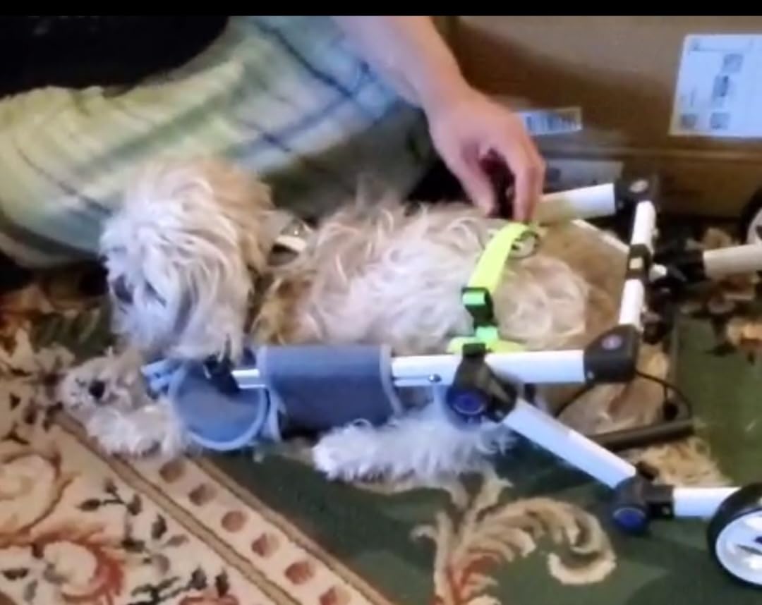 Dog Wheelchair for Back Legs, Adjustable Mobility Cart for Dog | Lightweight Hind Leg Support Wheelchair for Disabled Dog,Stable Cart Helps Walking, Exercise & Mobility customer photo 1