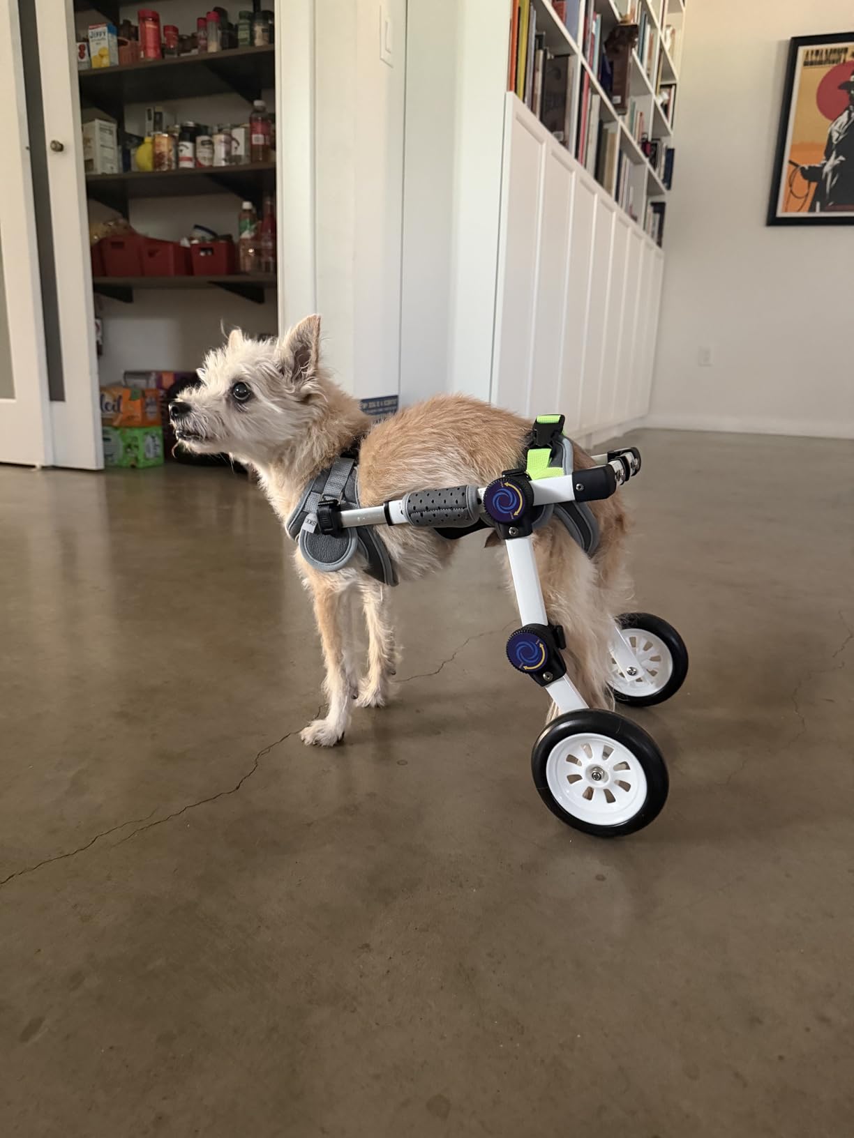 Dog Wheelchair for Back Legs, Adjustable Mobility Cart for Dog | Lightweight Hind Leg Support Wheelchair for Disabled Dog,Stable Cart Helps Walking, Exercise & Mobility customer photo 2