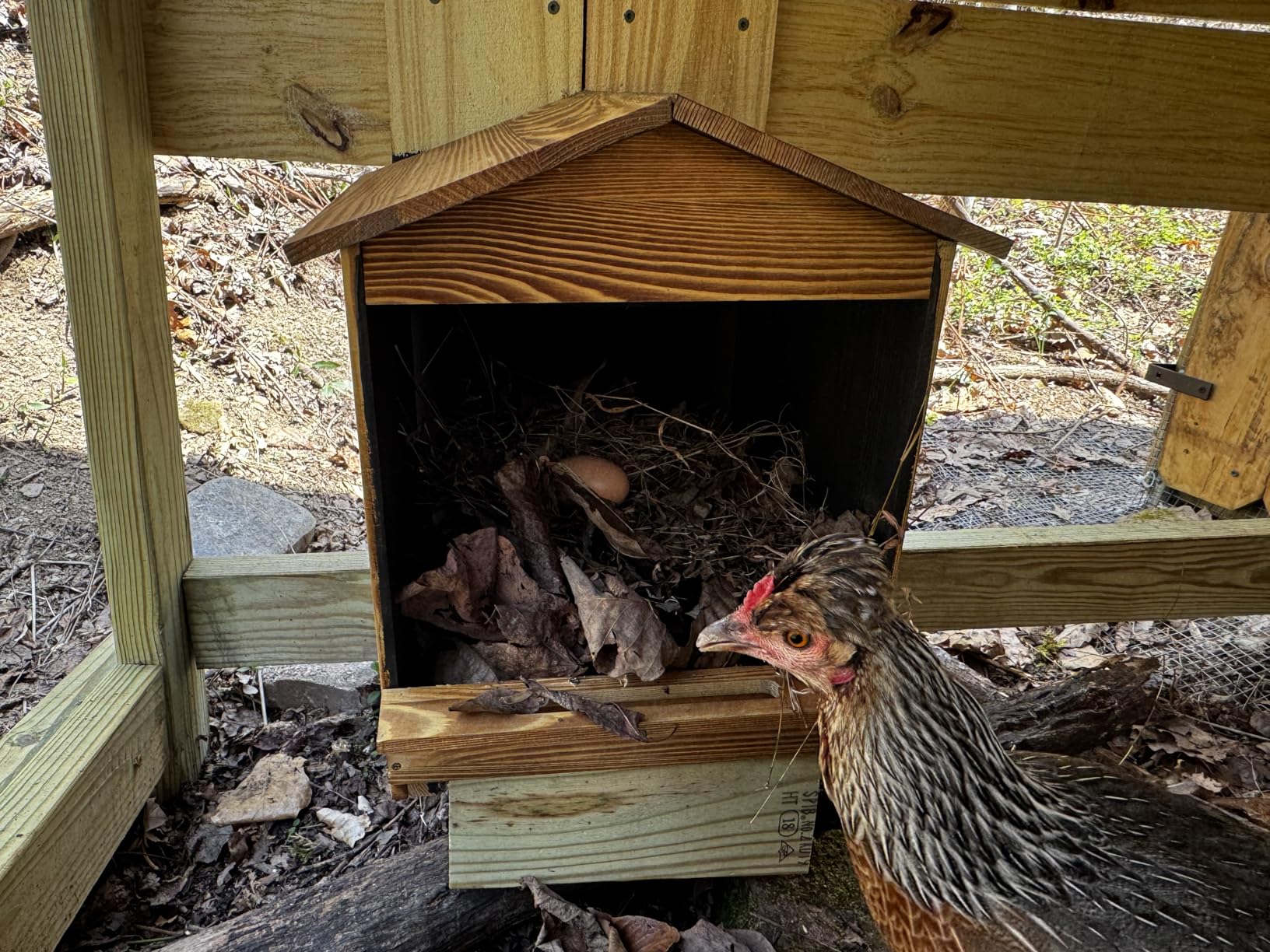 Chicken Nesting Box 3 Compartments - Wall Mount Wooden Egg Laying Nest Box for Chicken Coop, Easy to Assemble & Versatile Use for Hens, Ducks, Chickens customer photo 1