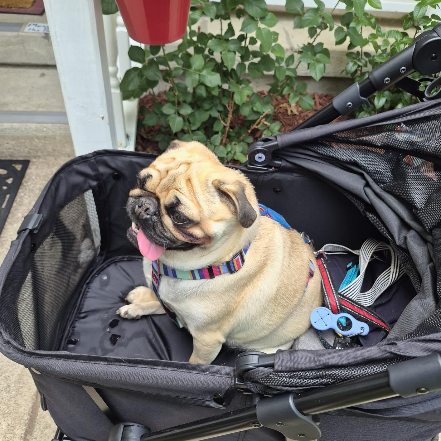Zoosky Medium Dog Stroller for Large Dogs, Pet Stroller, Up to 66lbs | All-Terrain 360° Swivel Wheels & Adjustable Handle & 180° Dual-Open Canopy, Sun Shades, Storage Organizer, Waterproof Oxford customer photo 1