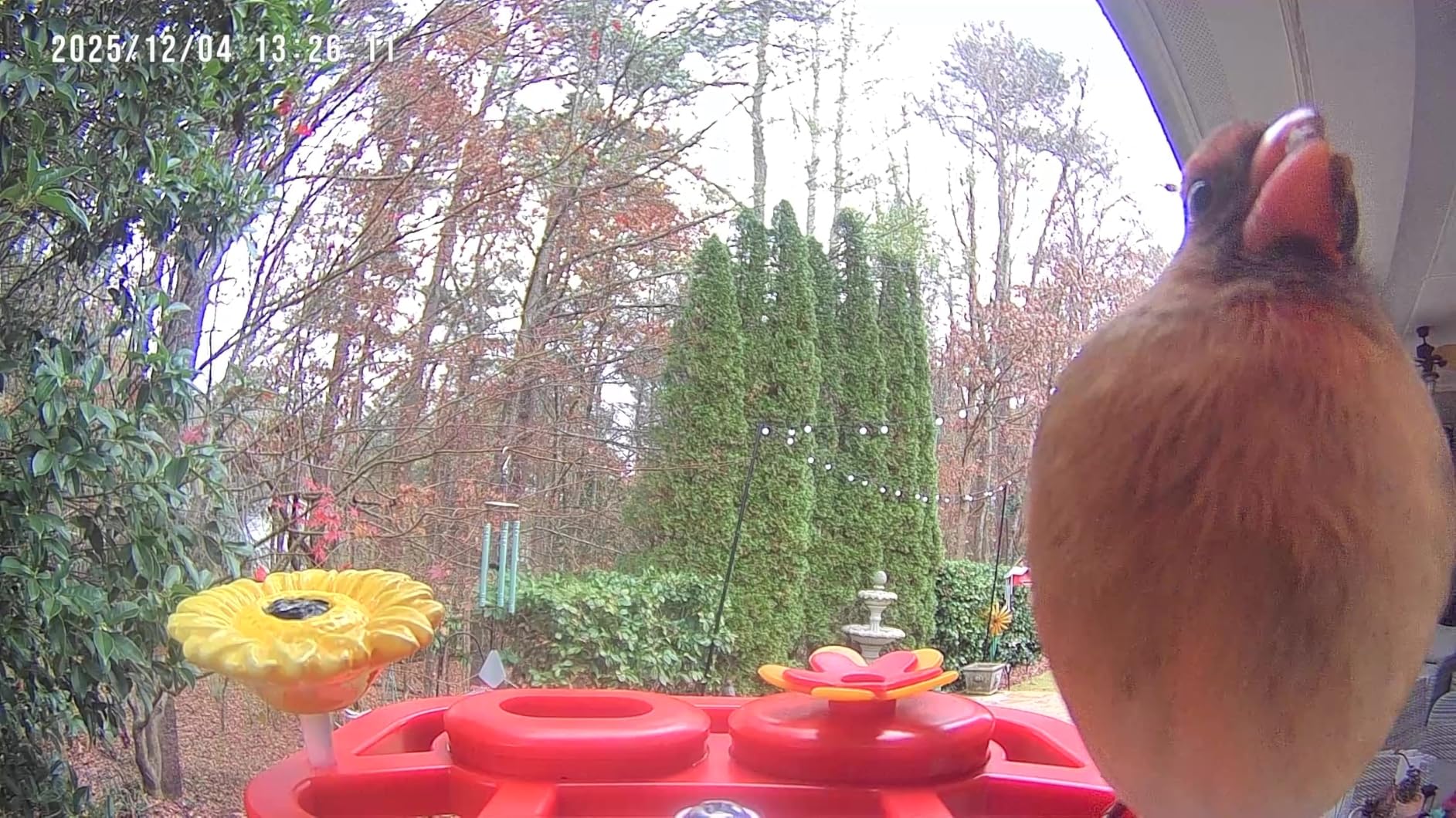 SV3C Bird Feeder with Camera, Smart Bird Feeder Camera with AI Identify Bird Species, Solar Powered, Instant Alerts, 2K HD Video, Various DIY Addons, 2.4G WiFi, Gift for Bird Lovers (Red) customer photo 2