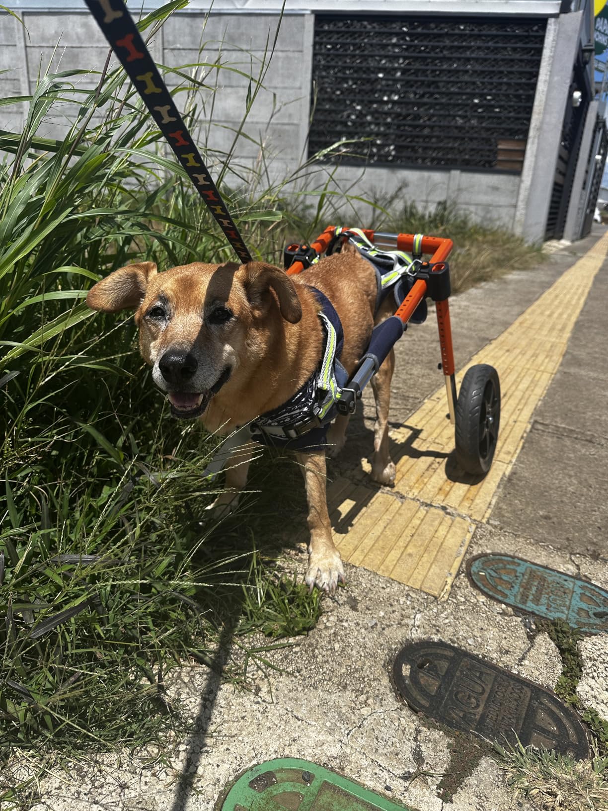 VEVOR Dog Wheelchair for Back Legs, Lightweight 2 Wheels Pet Wheelchair, Height, Width & Length Adjustable, Dog Cart with Shock-Absorbing Wheels, for Injured, Disabled Dogs customer photo 1
