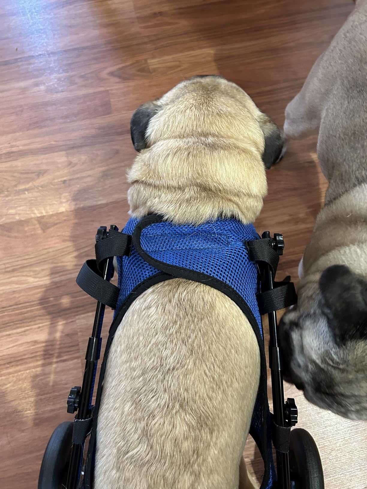 VEVOR Dog Wheelchair for Back Legs, Lightweight 2 Wheels Pet Wheelchair, Height, Width & Length Adjustable, Dog Cart with Shock-Absorbing Wheels, for Injured, Disabled Dogs customer photo 2
