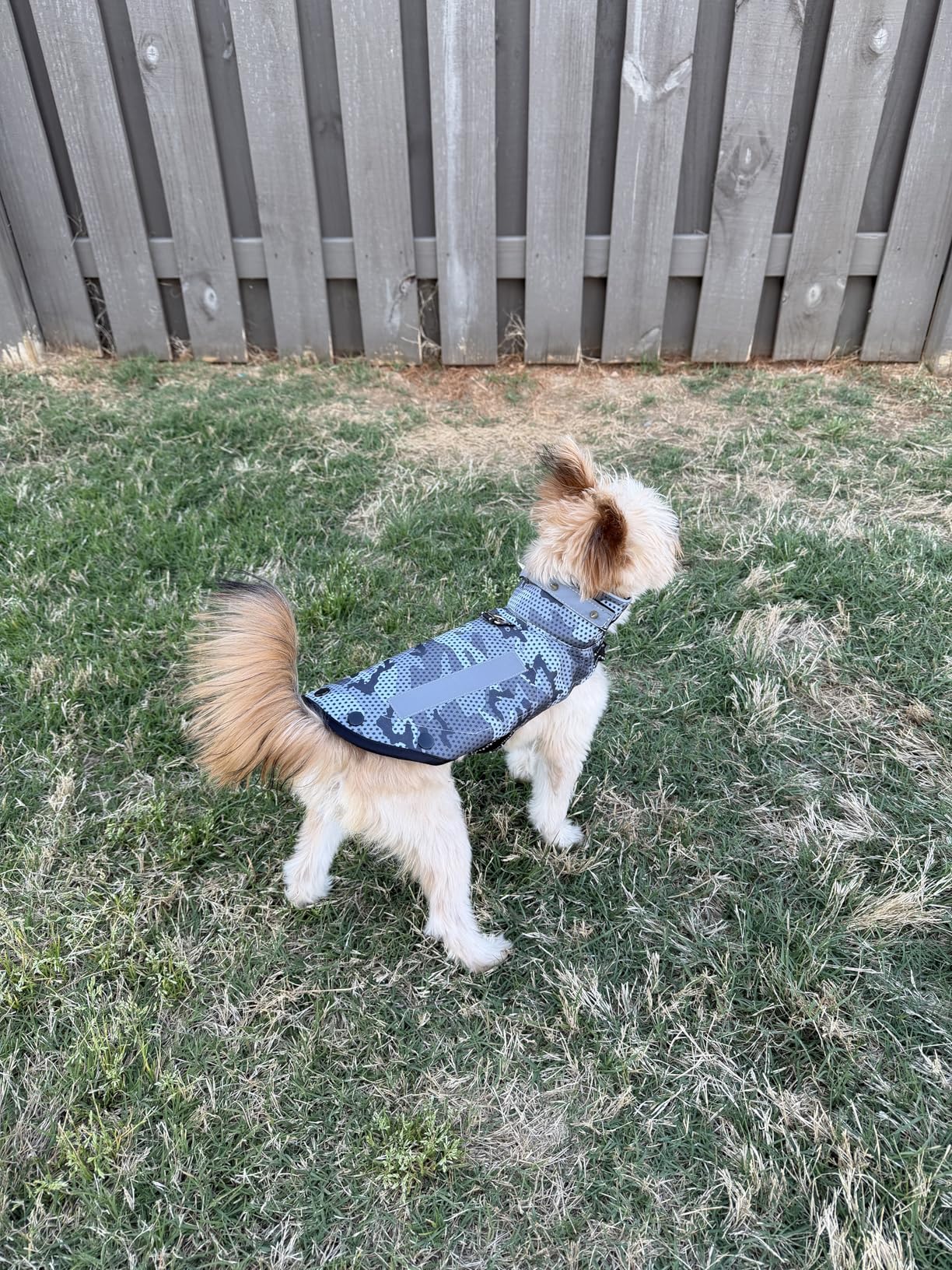 Protective Spiked Harness for Small Dogs, Removable 2-Row & 4-Row Spikes, Lightweight & Puncture-Resistant Design for Safety, Black-Gray Small Size customer photo 1