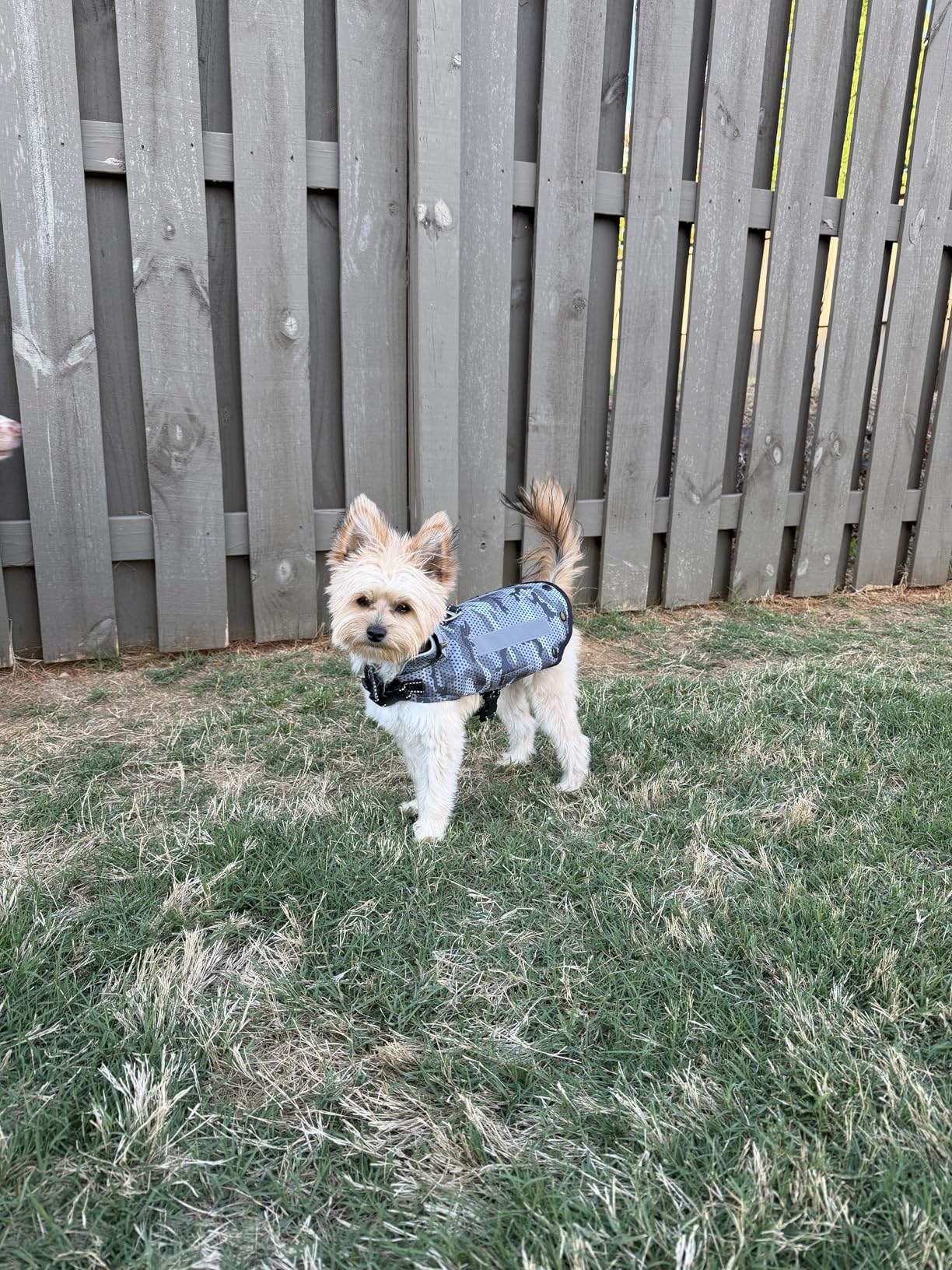 Protective Spiked Harness for Small Dogs, Removable 2-Row & 4-Row Spikes, Lightweight & Puncture-Resistant Design for Safety, Black-Gray Small Size customer photo 2
