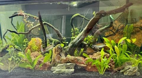 Digital Aquarium Water Test Kit, App-Enabled 10-in-1 Fish Tank Test Kit for Freshwater & Saltwater, Aquarium Test Strips for Fish Tanks, Reef, pH, Ammonia, Nitrate, Nitrite, GH, KH, Chlorine customer photo 2