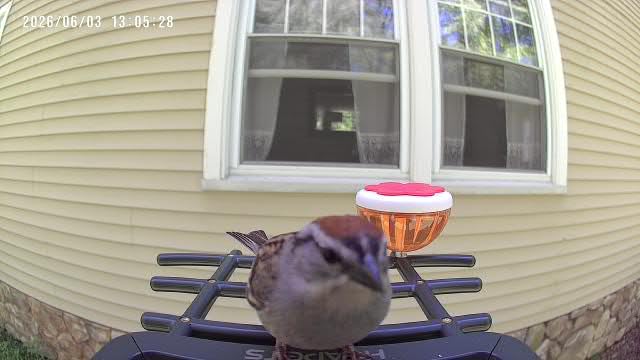 HEAPETS Bird Feeder with Camera Solar Powered, 3K HD Video, AI Bird Recognition, Auto Capture with Instant Notifications, IP65 Weatherproof, Gifts for Fathers Day, Brown customer photo 2