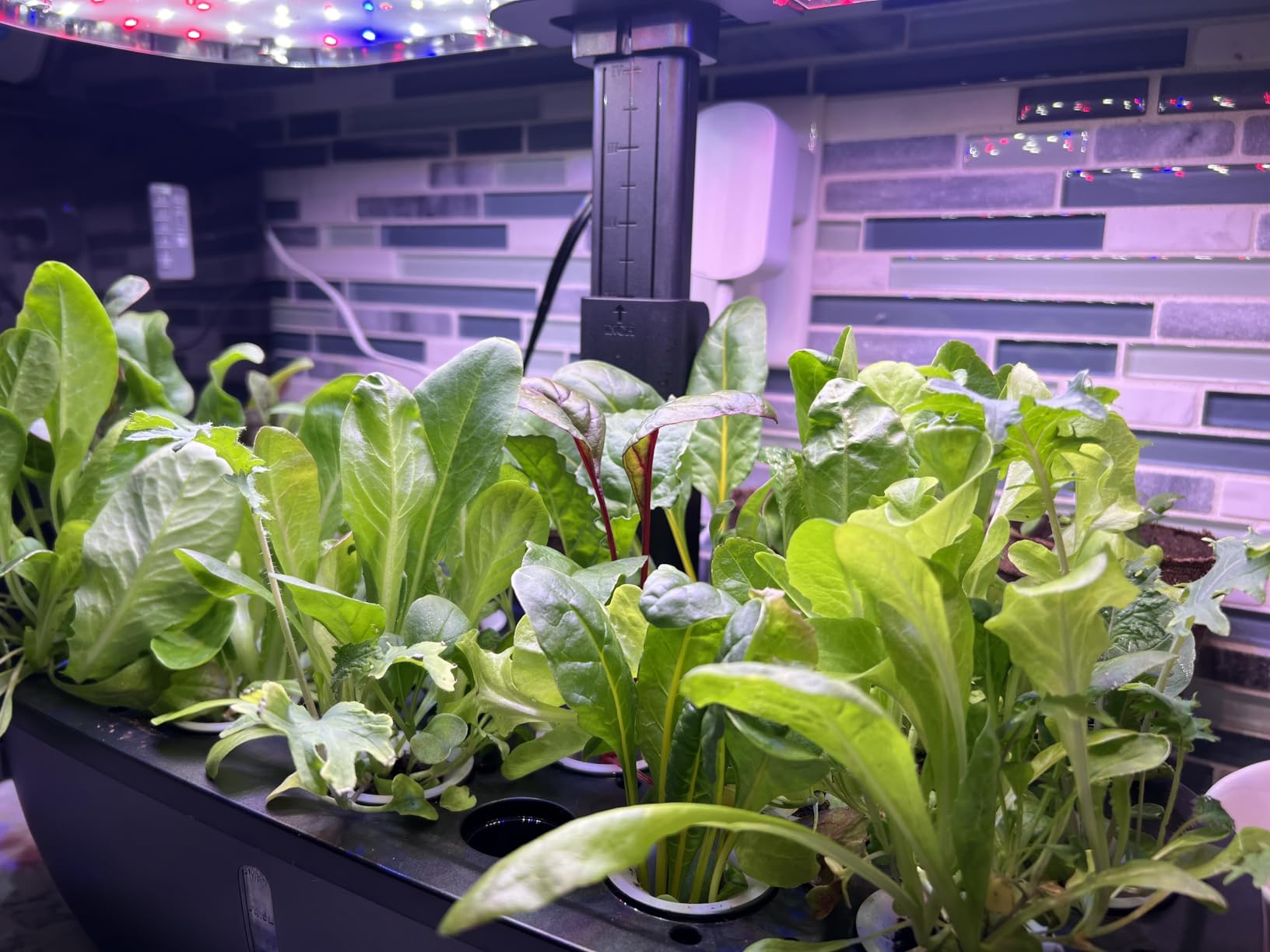 litokam Hydroponics Growing System Kit, 15 Pods Indoor Herb Garden with Smart APP & Quiet Pump, 24W LED Light, Auto Timer, Perfect Indoor Garden for Herbs, Vegetables & Flowers, Ideal for Plant Lovers customer photo 1