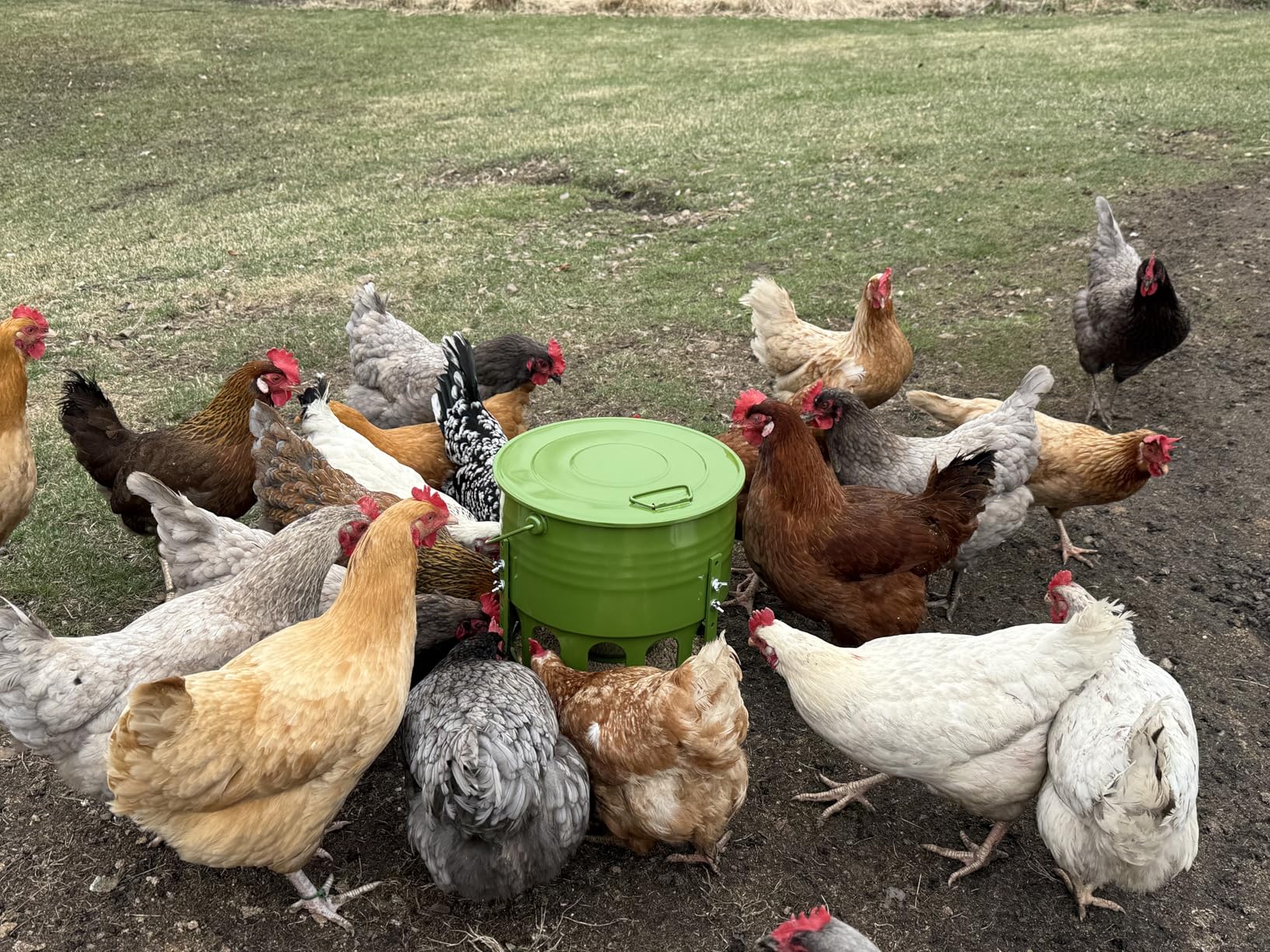 Metal Chicken Feeder No Waste - 20LB Large Chicken Feeder with 12 Ports & 4 Adjustable Heights Tripod Stand, Automatic Hanging Poultry Feeder, Rainproof for Backyard Chickens & Small Flocks customer photo 2
