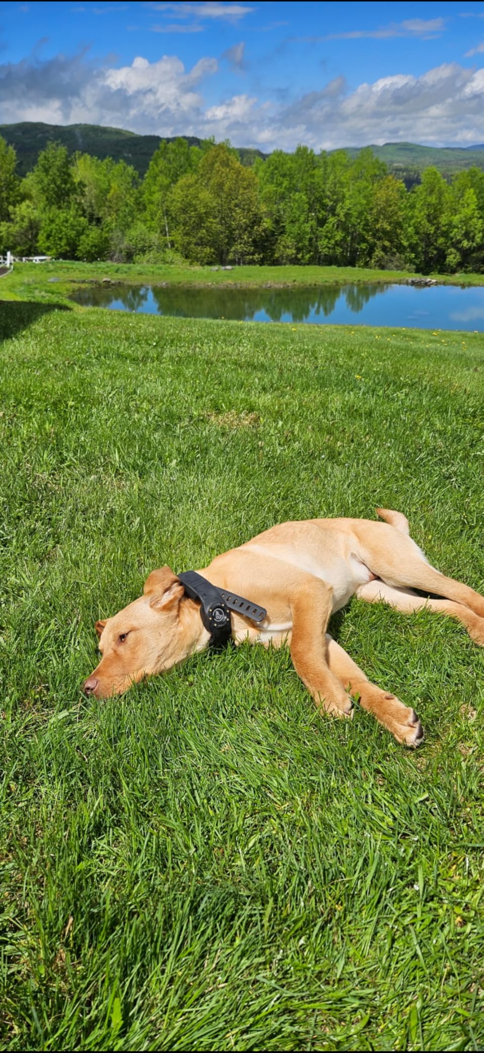 SpotOn Nova GPS Dog Fence Collar, App-Controlled Wireless Fence | Wireless GPS dog fence collar with no subscription required for unlimited fences, any shape, any size, anywhere customer photo 1