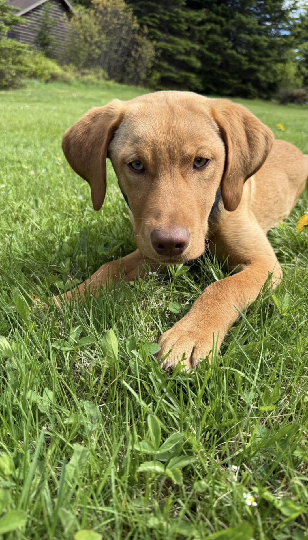 SpotOn Nova GPS Dog Fence Collar, App-Controlled Wireless Fence | Wireless GPS dog fence collar with no subscription required for unlimited fences, any shape, any size, anywhere customer photo 2