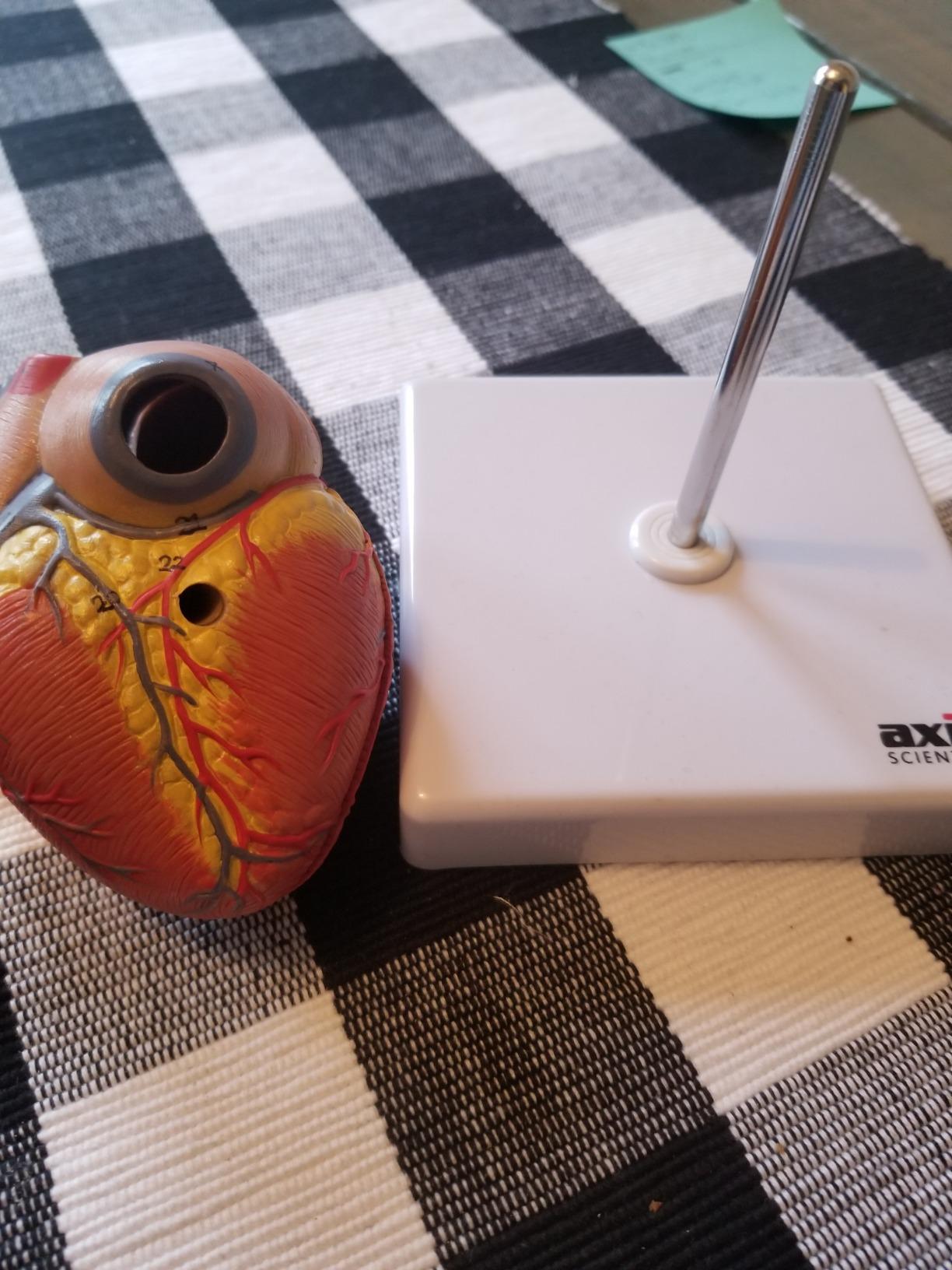 Life-Size Human Heart Model | 2-Part Magnetic Design with 34 Clearly Labeled Internal Structures, Mounted on Base customer photo 2