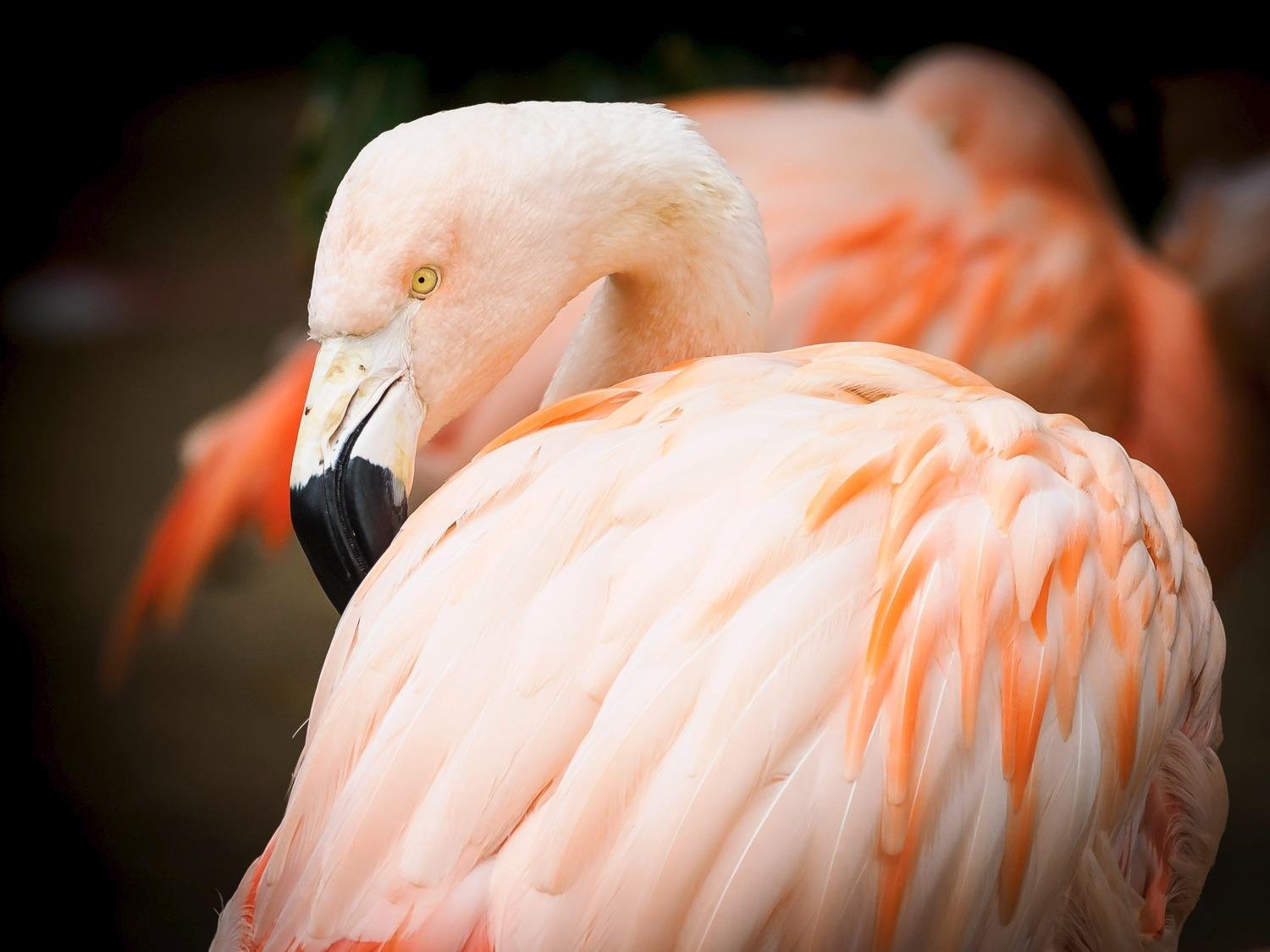 Panasonic LUMIX G Leica DG Vario-Elmar Professional 100-400mm f/4.0-6.3 ASPH. Mirrorless Micro Four Thirds Lens with Power Optical I.S. (H-RS100400) customer photo 2