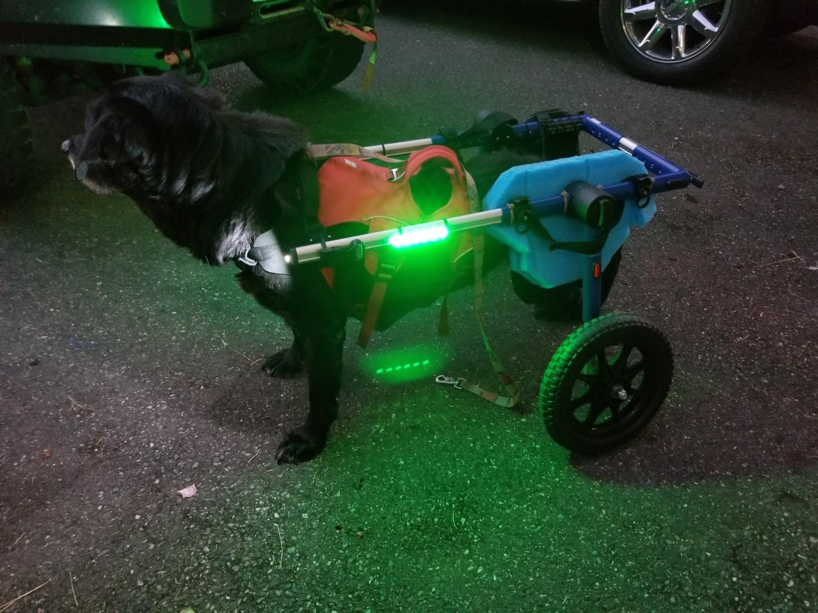Walkin' Wheels Dog Wheelchair - for Large Dogs 70-180 Pounds - Veterinarian Approved - Dog Wheelchair for Back Legs customer photo 1