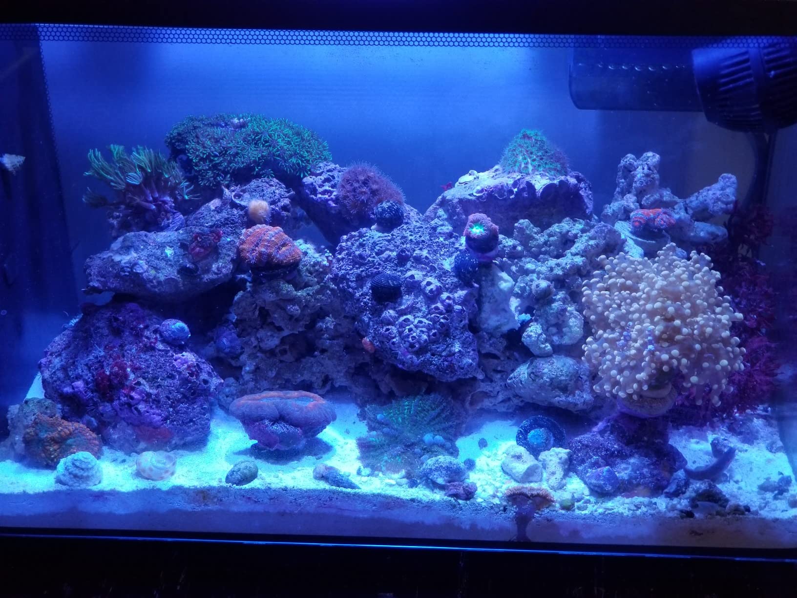 Fluval Evo XII Saltwater Aquarium Kit, 13.5 Gal. customer photo 2