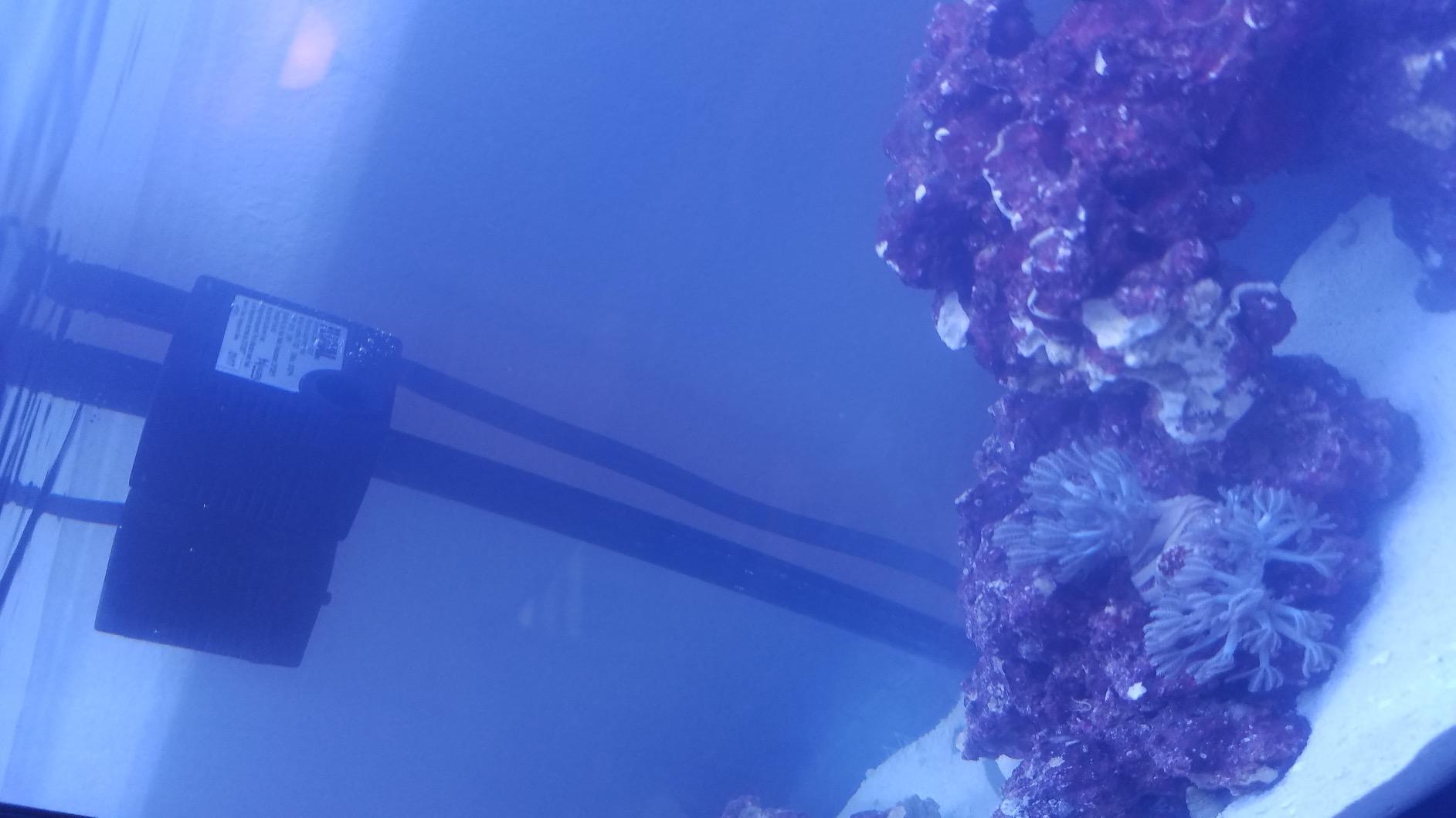 Fluval Sea Evo V Saltwater Fish Tank Aquarium Kit, Black, 5 gal, 10528A1 customer photo 1