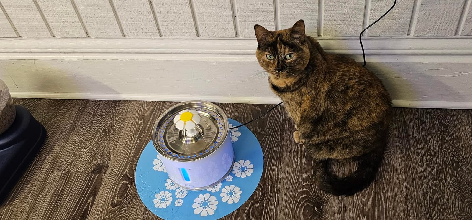 Wonder Creature Cat Water Fountain Stainless Steel Lid 81oz/2.4L-3 Filters | Pet Fountain with 3 Carbon Filters, 1 Mat, Quiet pump, LED Water Level Window, BPA-Free Stainless Steel Lid customer photo 1