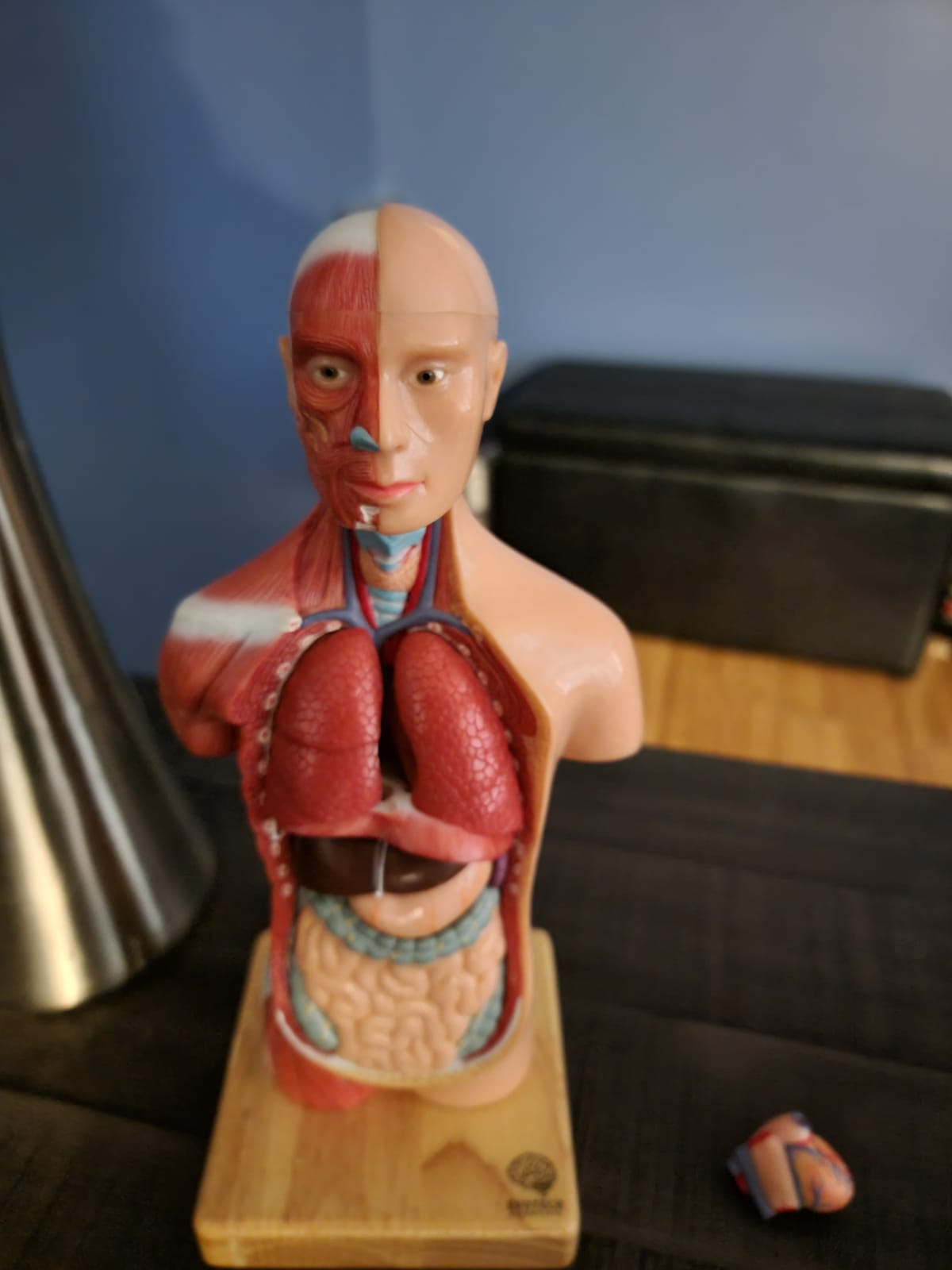 EVOTECH SCIENTIFIC 2026 New Human Body Model for Anatomy, 15 Pcs Removable 11 inch Human Torso Anatomical Model with Heart Head Skull Brain Skeleton, School Medical Education Display customer photo 1