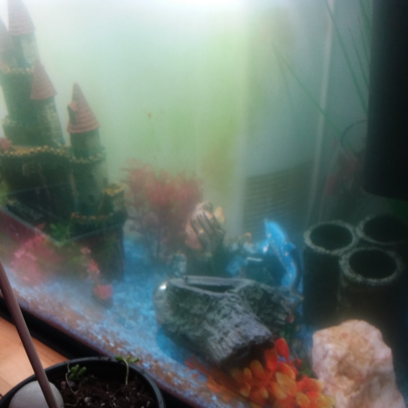 Fluval Flex 32.5 Marine Salt Water Aquarium Kit - 32.5 Gal. customer photo 2