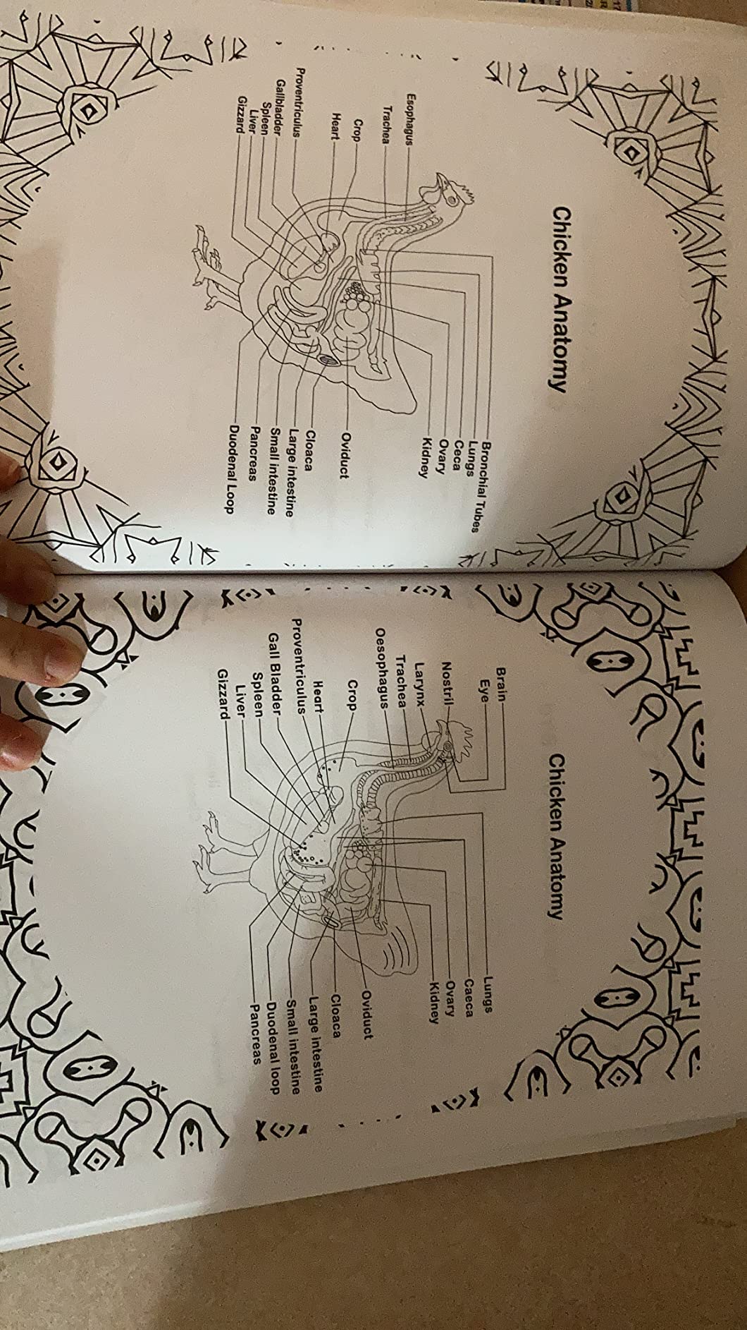 Veterinary Anatomy Coloring Book: Dog Cat Horse Frog Bird Anatomy Coloring Book. Perfect gift For All Ages Kids 4, 5, 6, 7, 8, 9 & 10. Vet tech ... Veterinary & Zoology Anatomy Coloring Book. customer photo 2