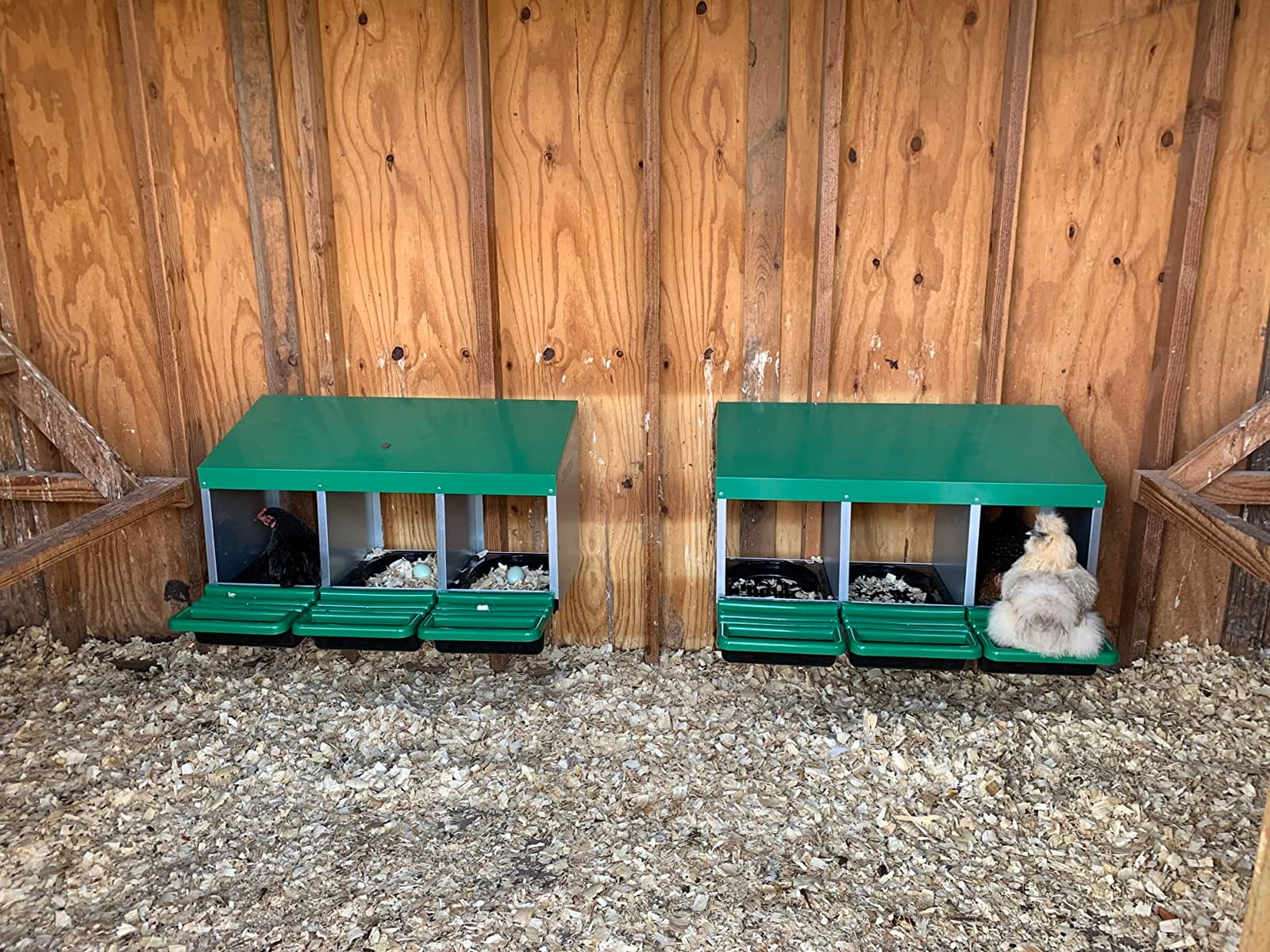 Homestead Essentials Classic Style 3 Compartment, Forward Rollout & Rollaway, Hen & Chicken Nesting Box with Integrated Perch and Protective Egg Laying Collection Lids customer photo 1