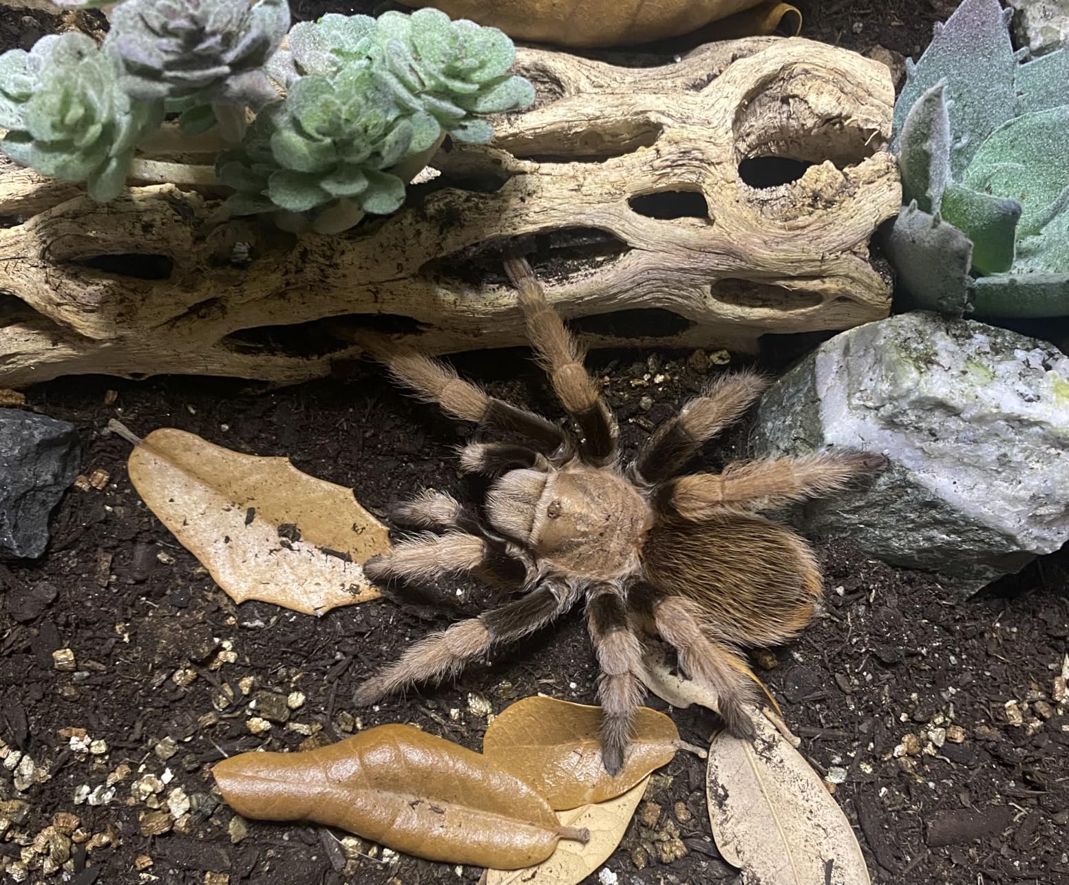 Reptile Growth Reptile Terrarium,10 Gallon Reptile Tank 20