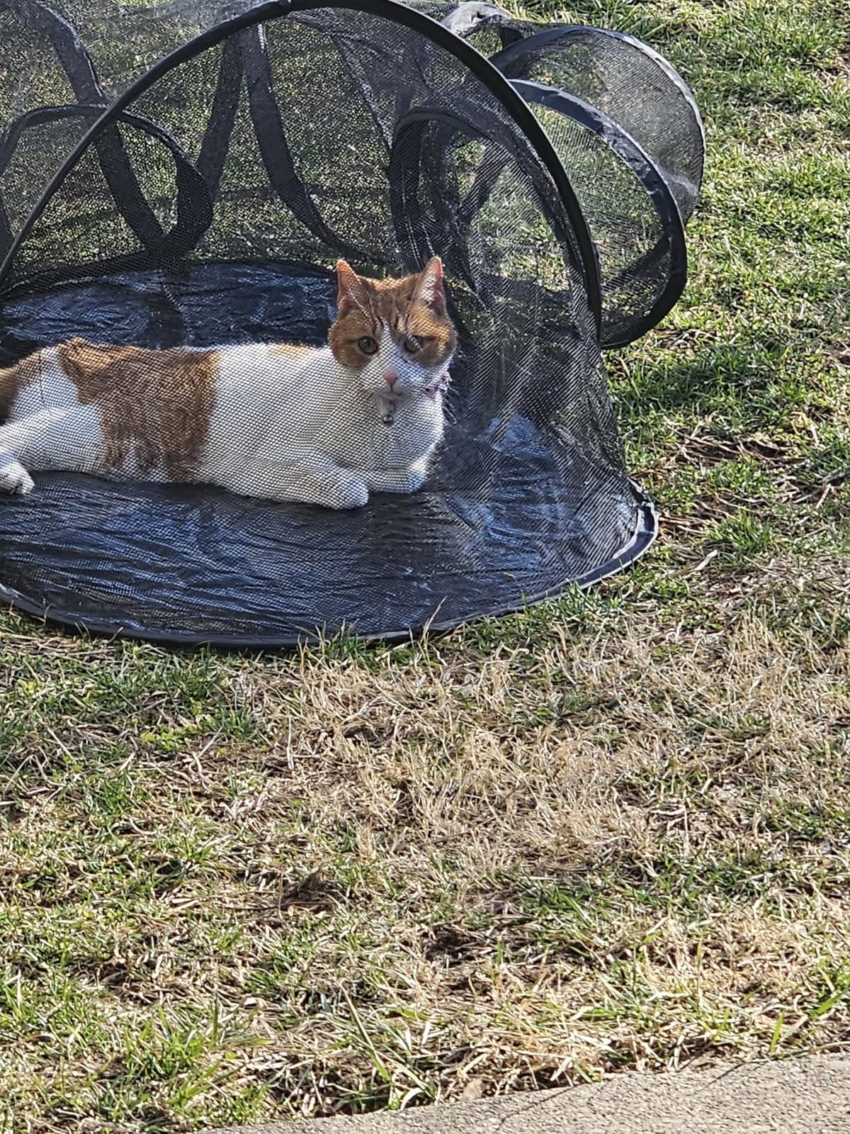 Rest-Eazzzy Outdoor Cat Enclosures, Portable Cat Tent for Outside Enclosure for Indoor Cats, Catio Outdoor Cat Enclosure for Kitty and Small Animals, Cat Playpen with Tunnel, Storage Bag customer photo 1
